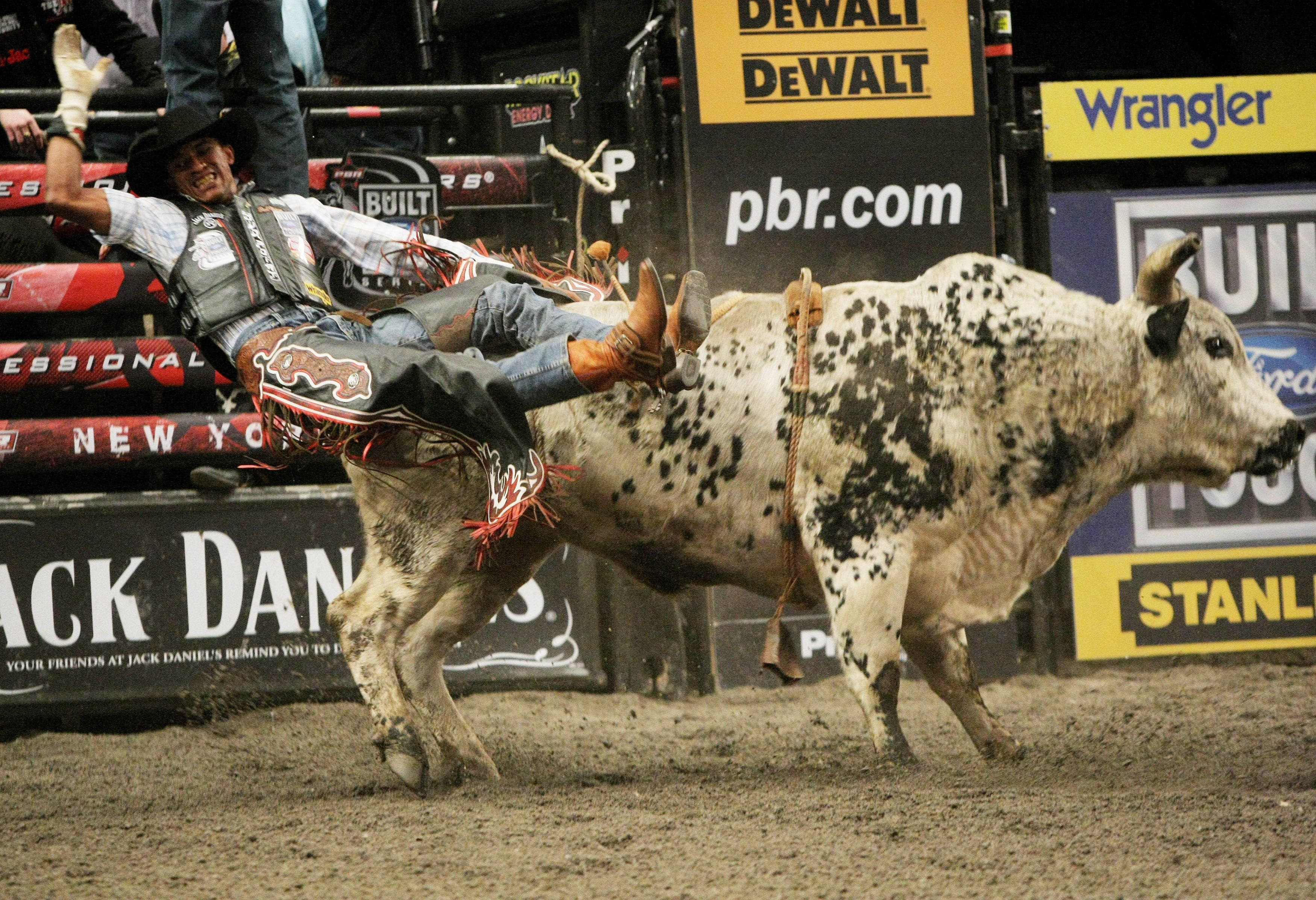 bull riding, spotted bull, brightly lit rodeo arena, 2K Desktop Wallpaper