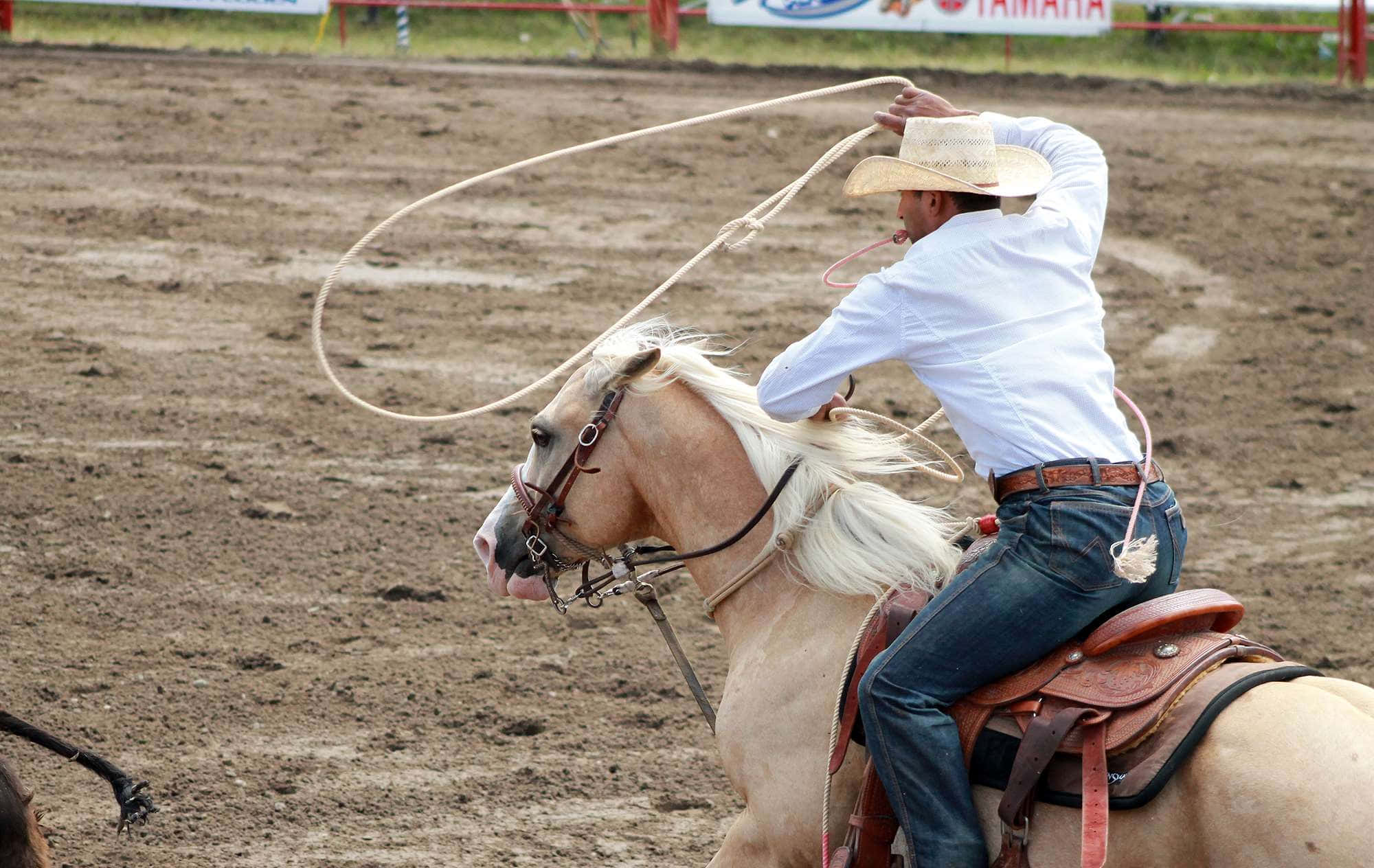 rodeo, palomino horse, white shirt, Full HD Desktop Wallpaper