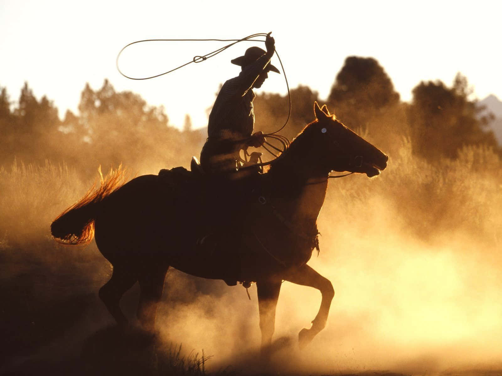 Rodeo, cowboy, galloping horse, HD Desktop Wallpaper