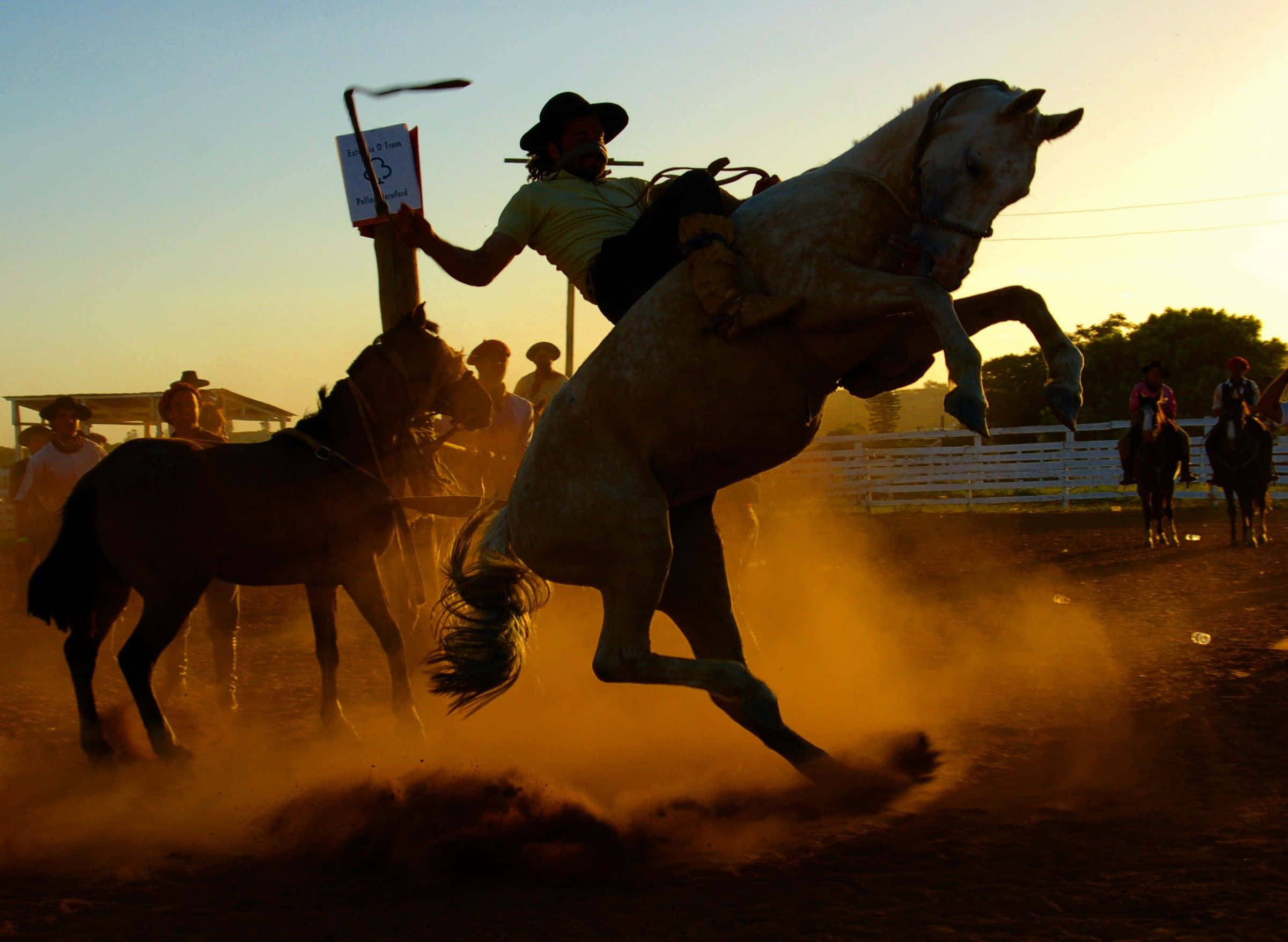Rodeo, cowboy, white horse, Full HD Desktop Wallpaper