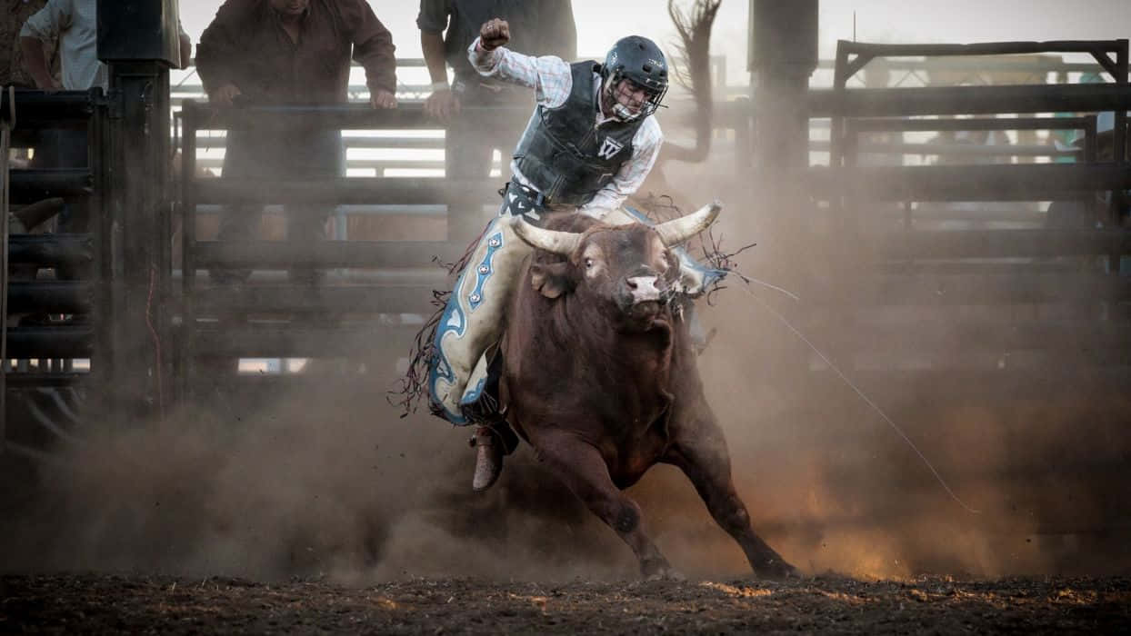 Rodeo, bull rider, bucking brown bull, SD Desktop Wallpaper