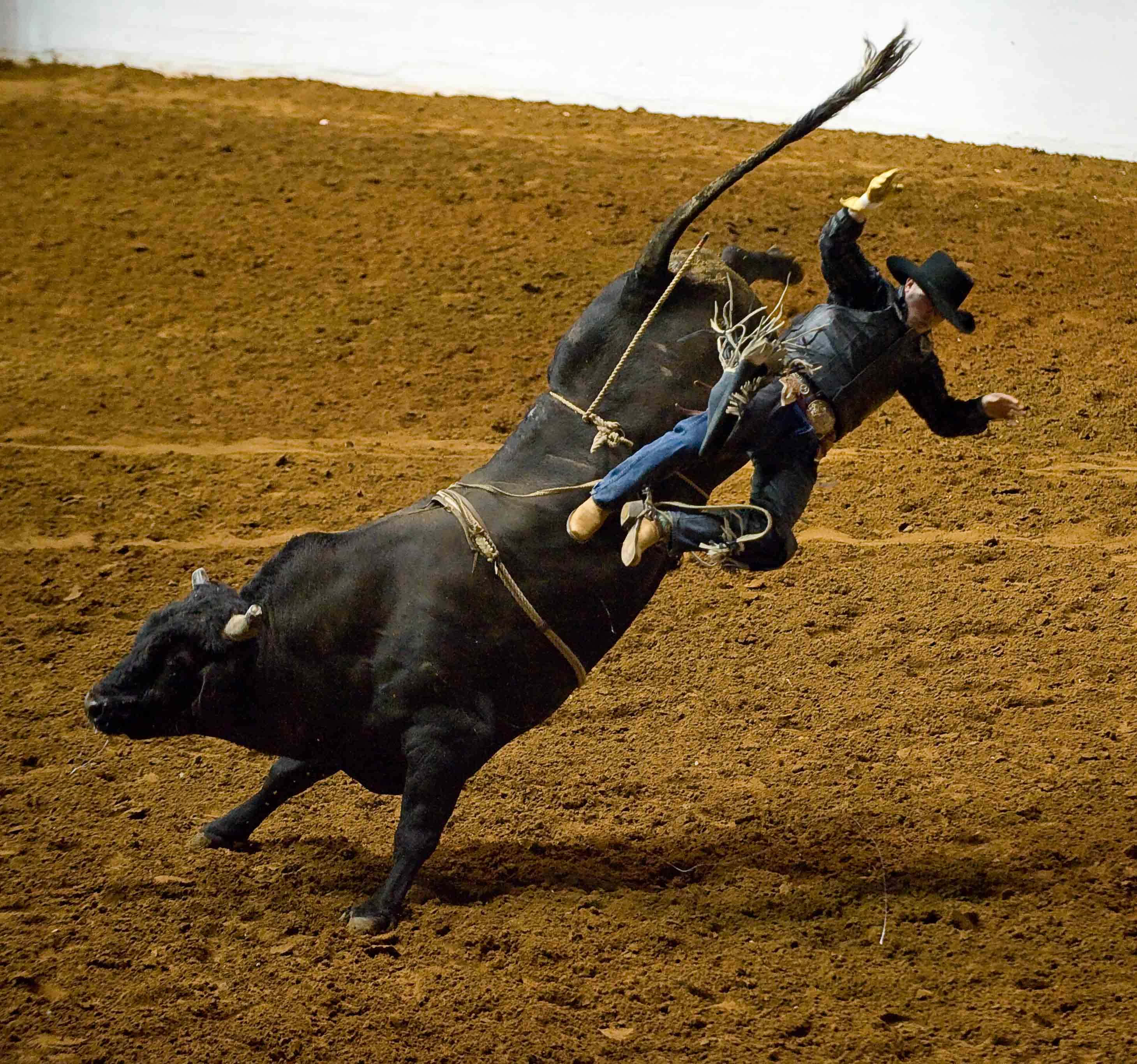 Rodeo, bull rider, bucking black bull, 2K Desktop Wallpaper