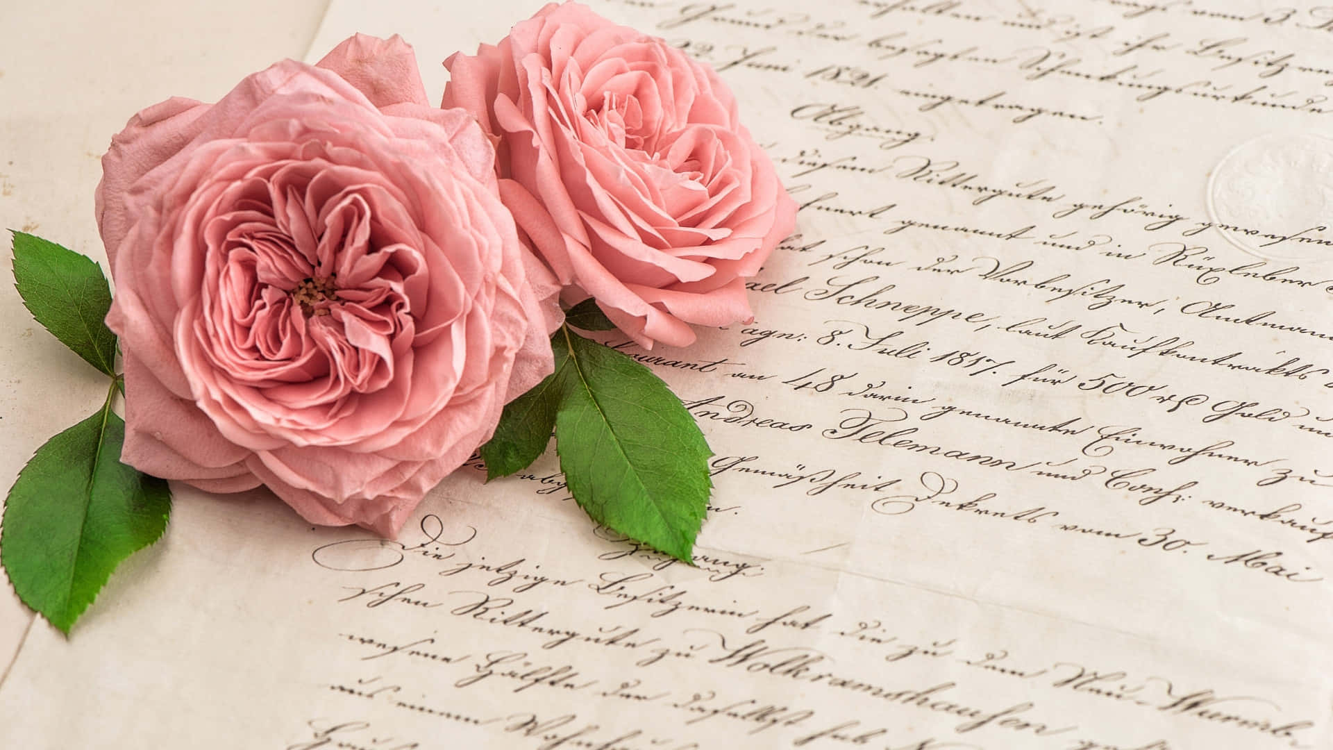 pink roses, green leaves, aged document, Full HD Desktop Wallpaper