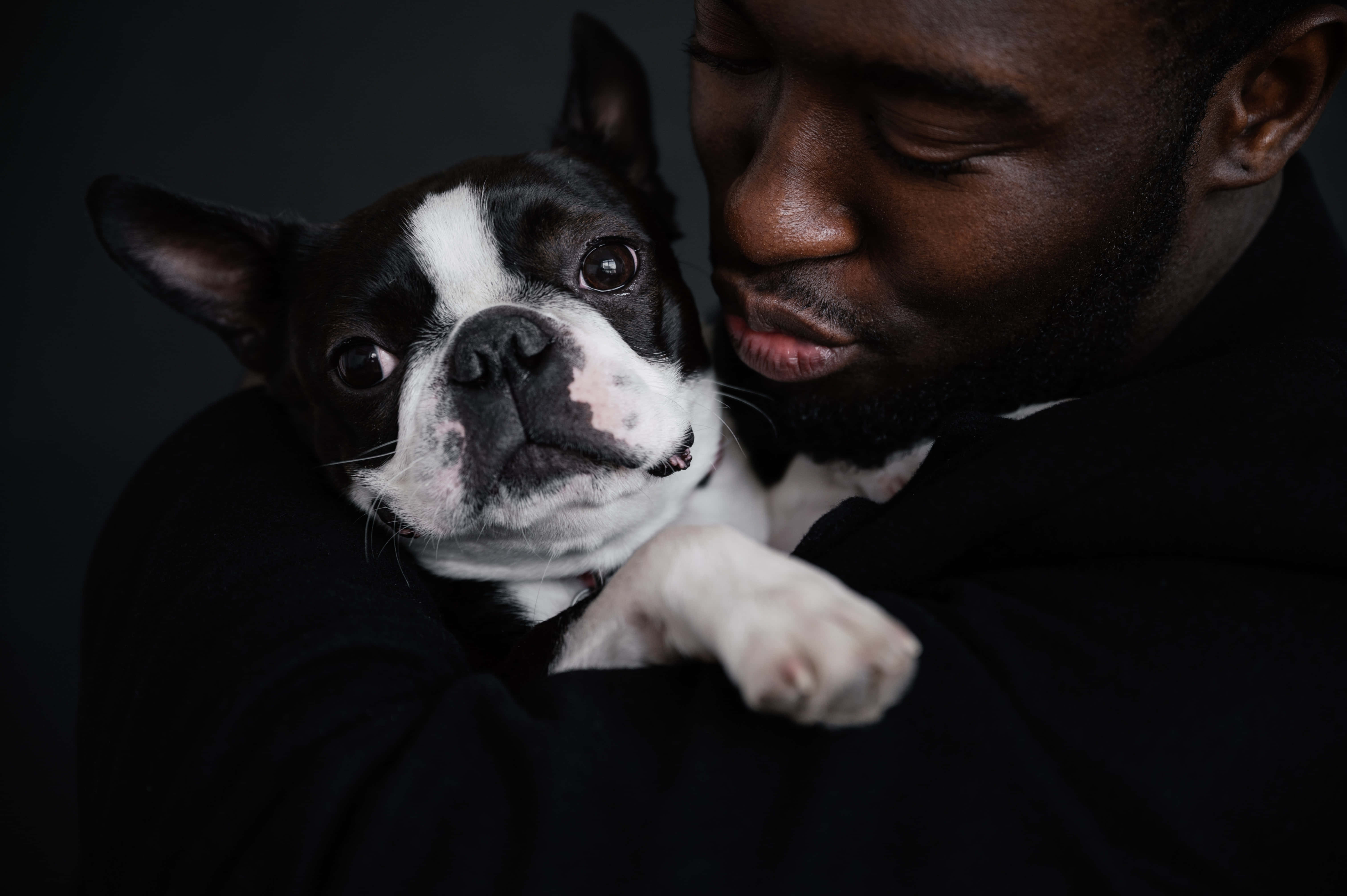 Romantic Sunset Kiss, black and white Boston Terrier, tender moment, 5K Desktop Wallpaper