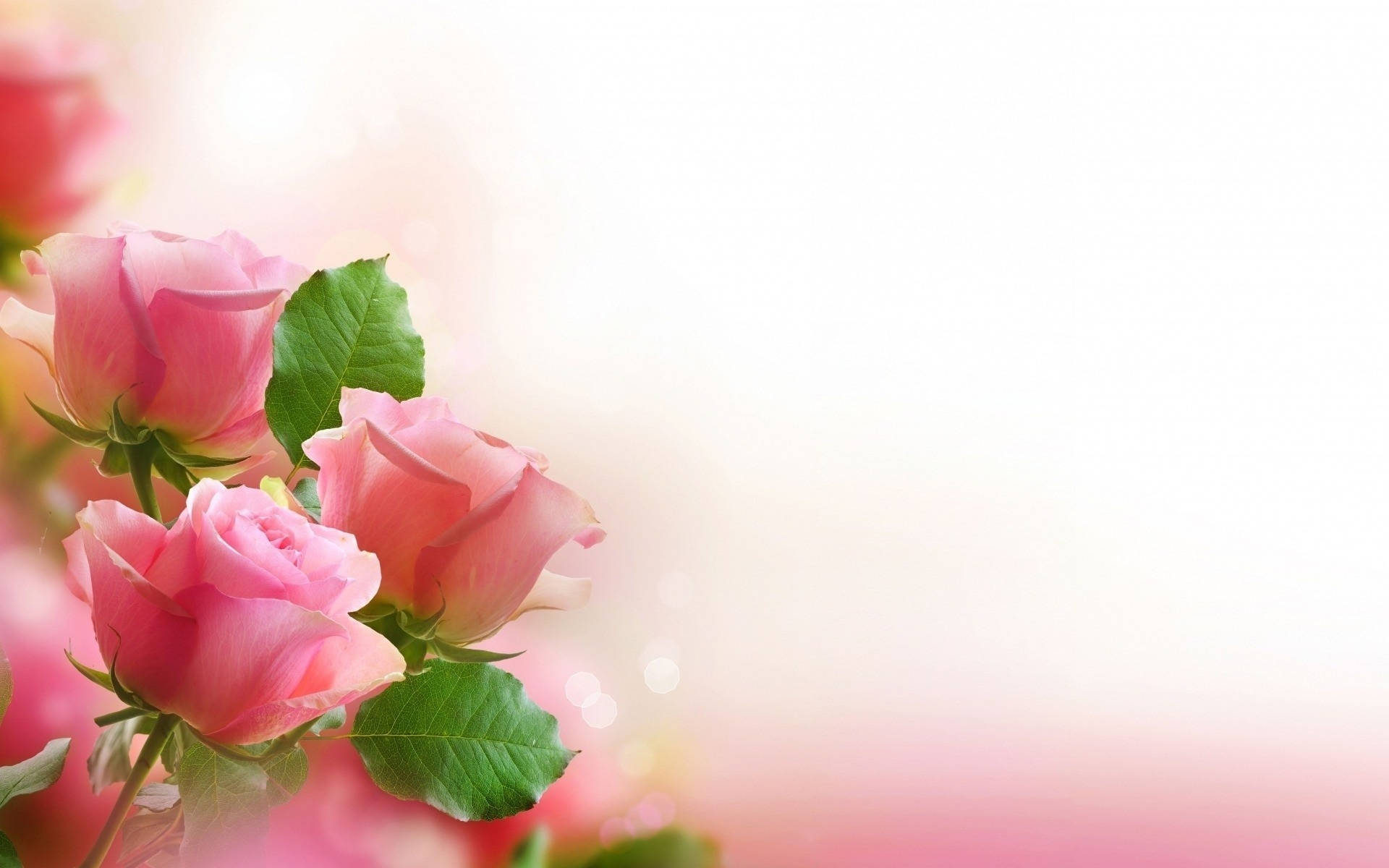 romantic love flowers, pink roses, soft pink roses, Full HD Desktop Wallpaper