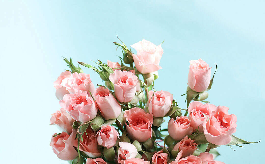 Romantic Love Flowers, pink roses, green stems, SD Desktop Wallpaper