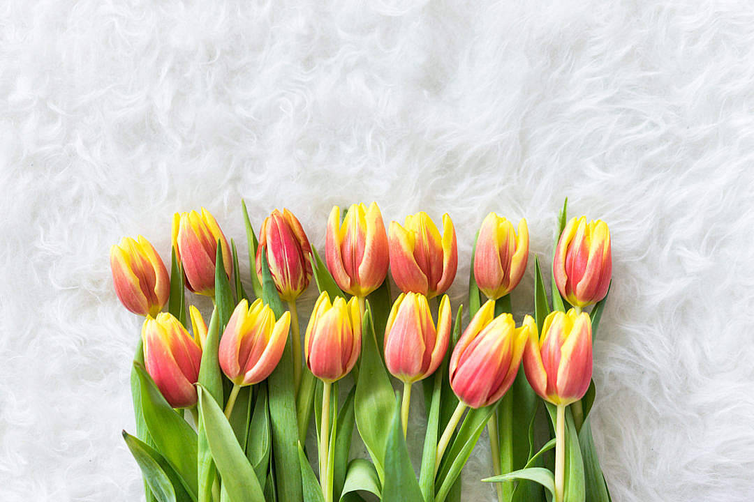 romantic love flowers, rows of tulips, pink and yellow tulips, SD Desktop Wallpaper