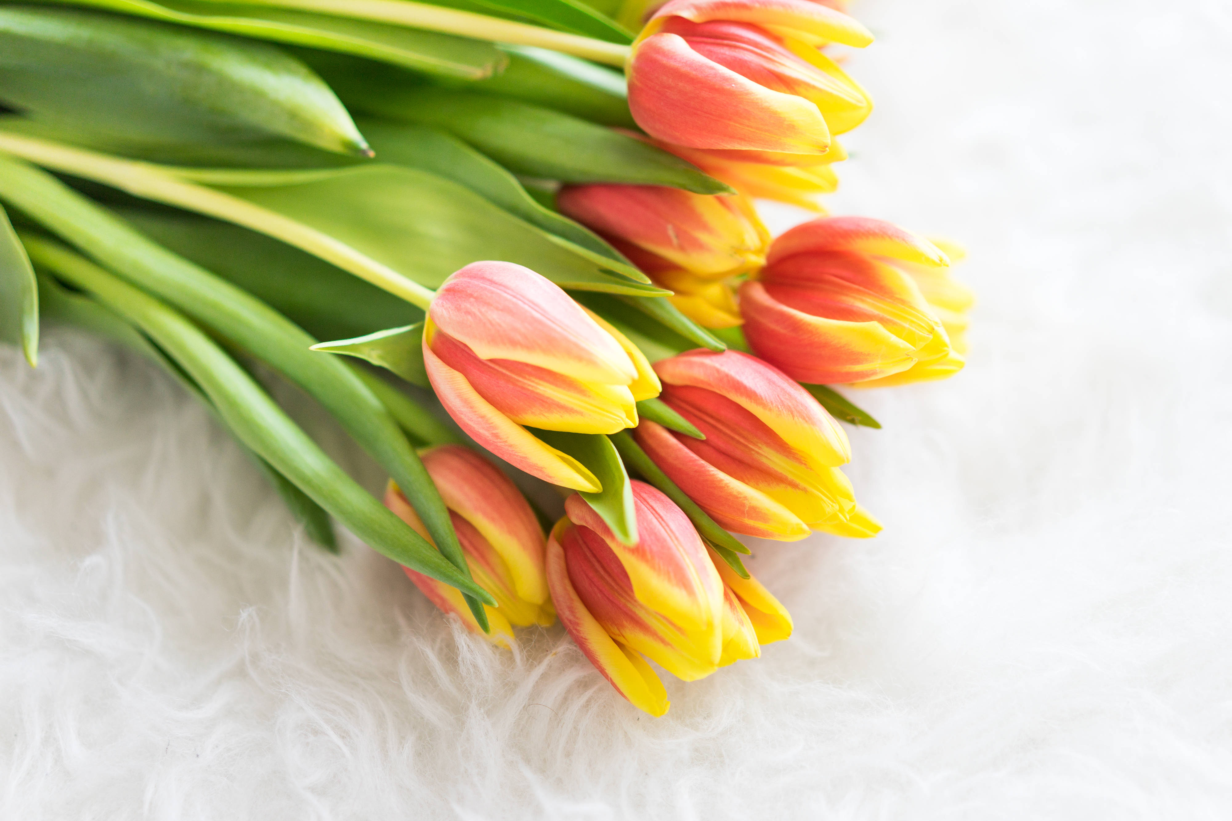 pink and yellow tulips, vibrant bouquet, green stems, 4K Desktop Wallpaper