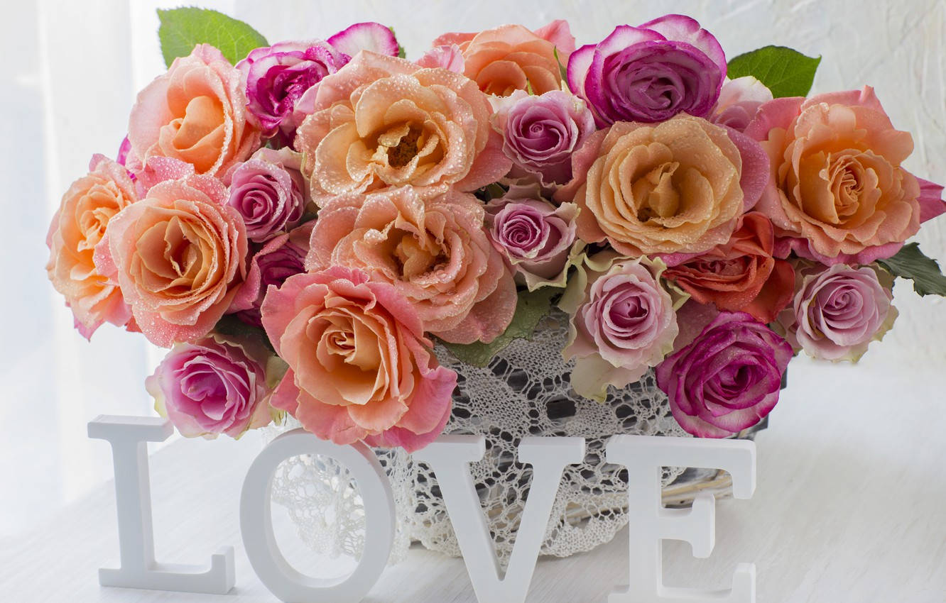 pastel roses, peach and magenta roses, dewdrops, HD Desktop Wallpaper