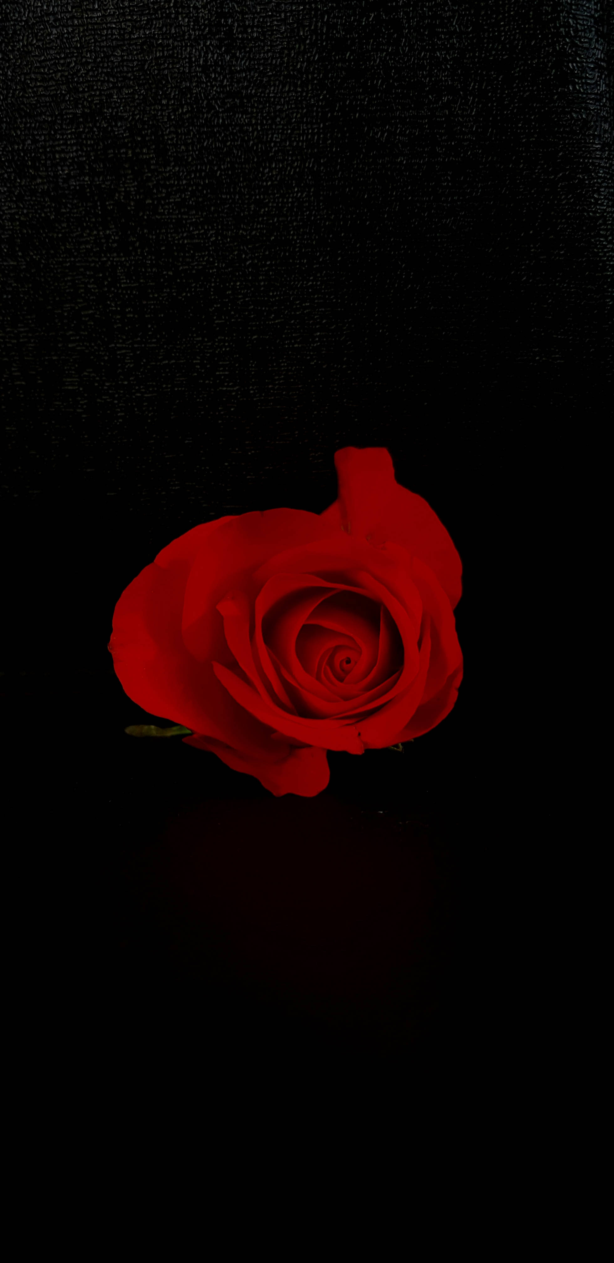 romantic love flowers, vivid red rose, deep black textured background, 4K Phone Wallpaper