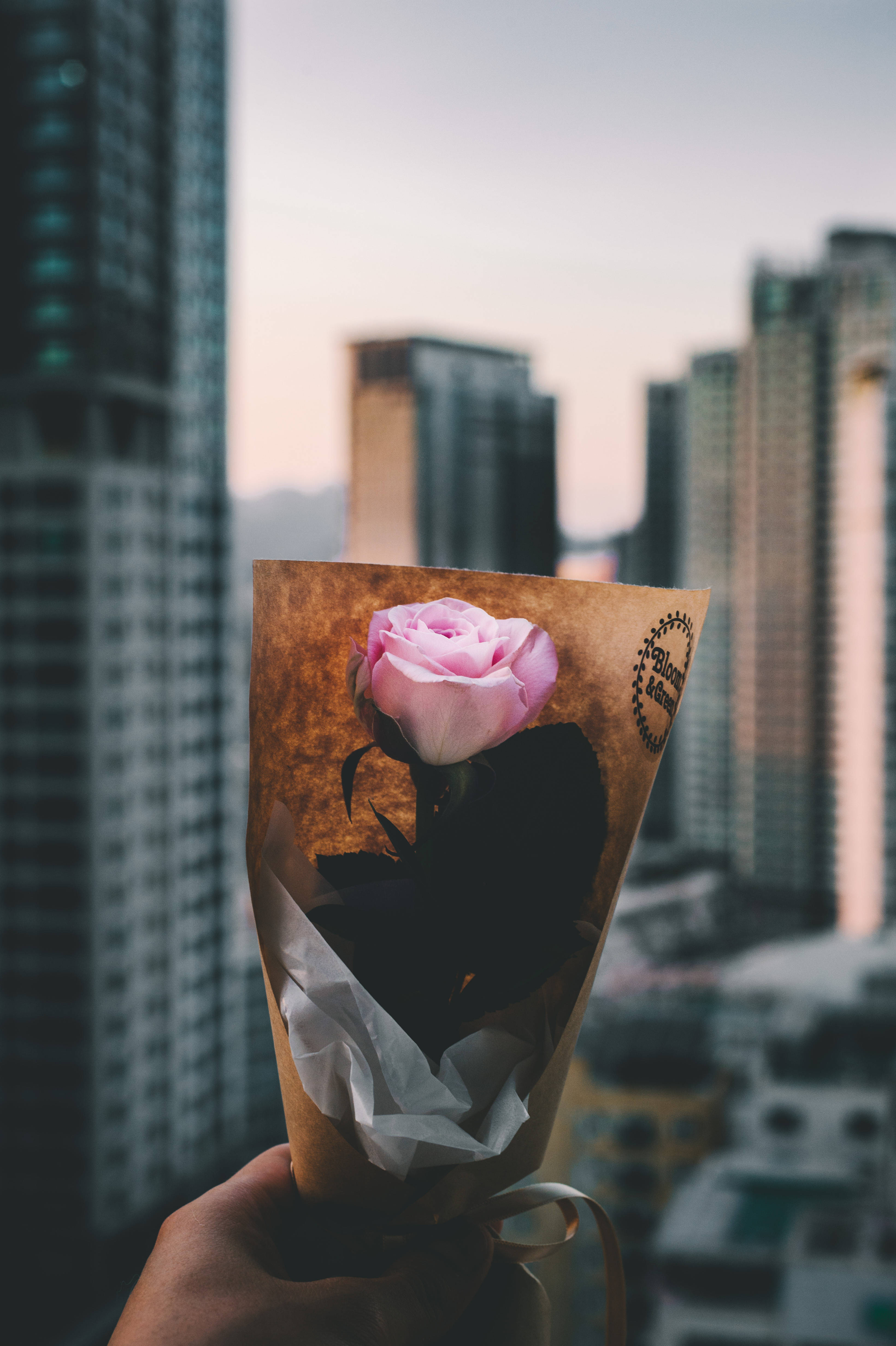 pink rose, brown paper, blurred city skyline, 4K Phone Wallpaper