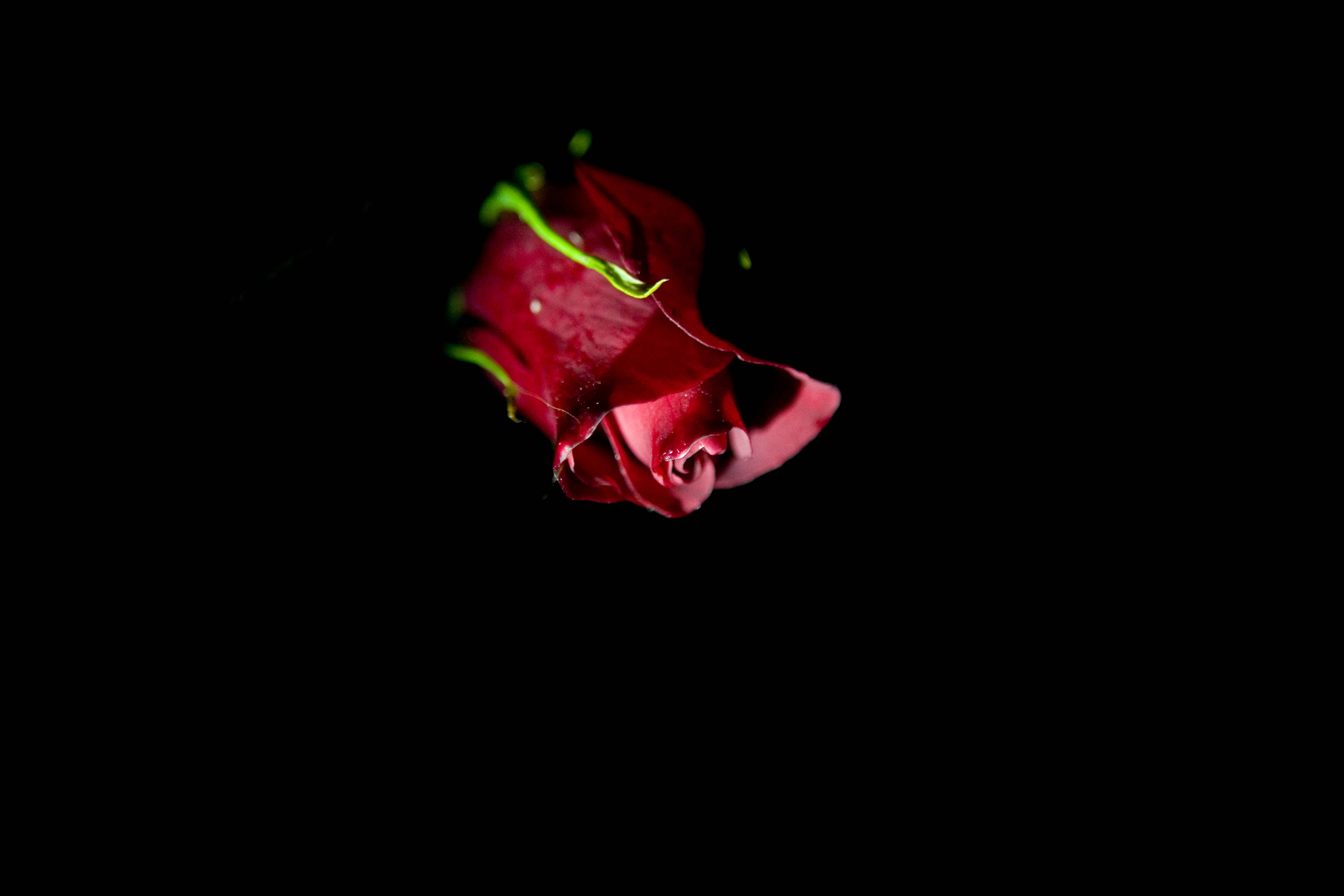 romantic love flower rose, deep red rosebud, neon green stem edges, 4K Desktop Wallpaper