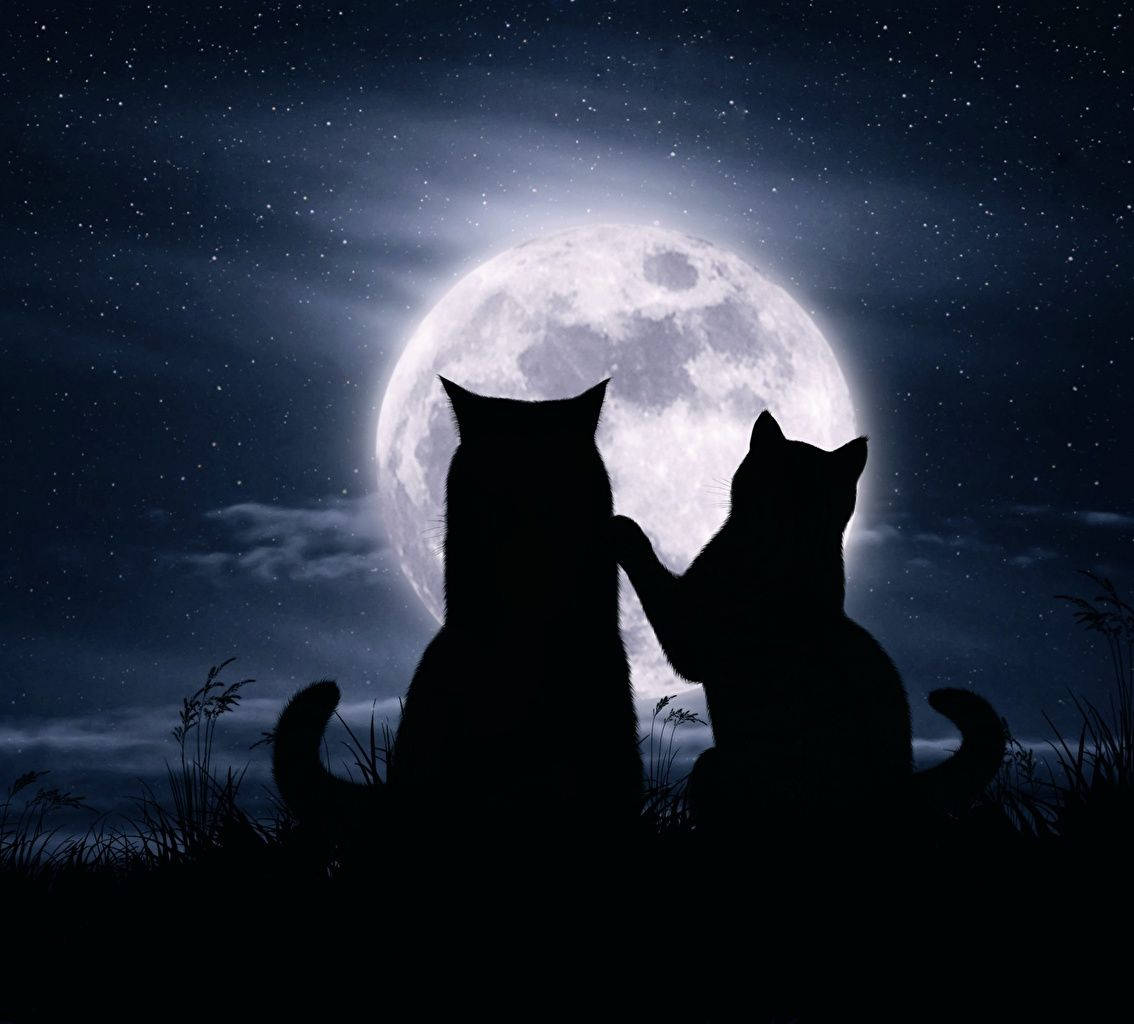 Romantic Cats With The Moon, full moon, starry night sky, SD Desktop Wallpaper