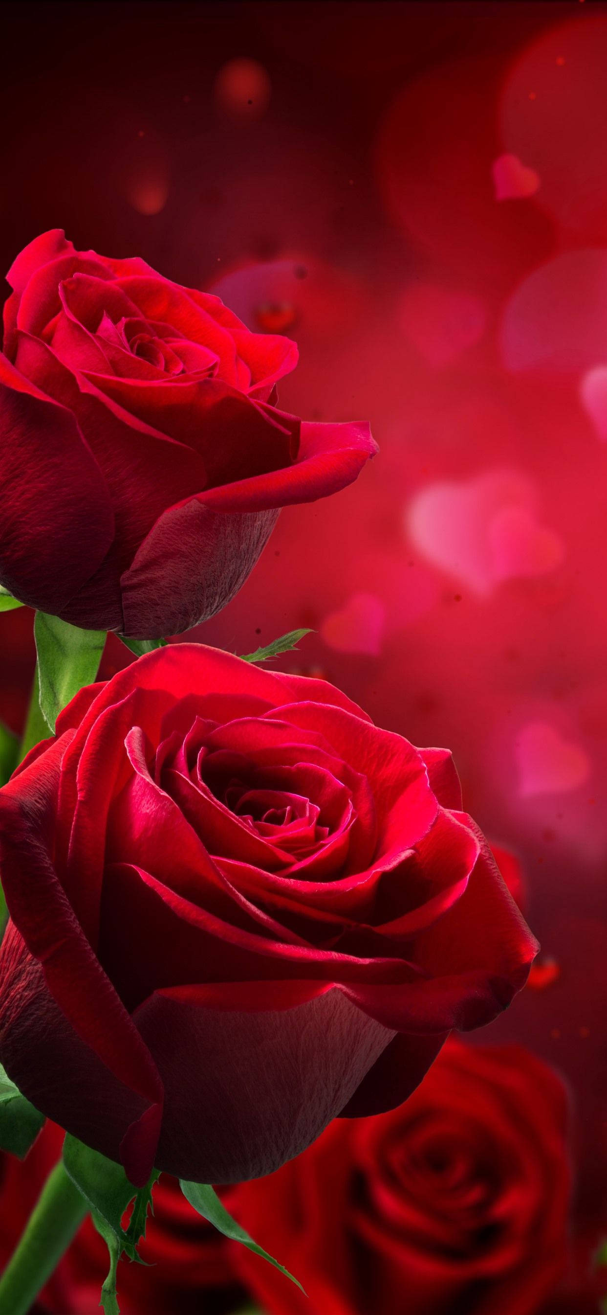 Red Romantic Rose Portrait, vivid red roses, dreamy red bokeh background, 2K Phone Wallpaper