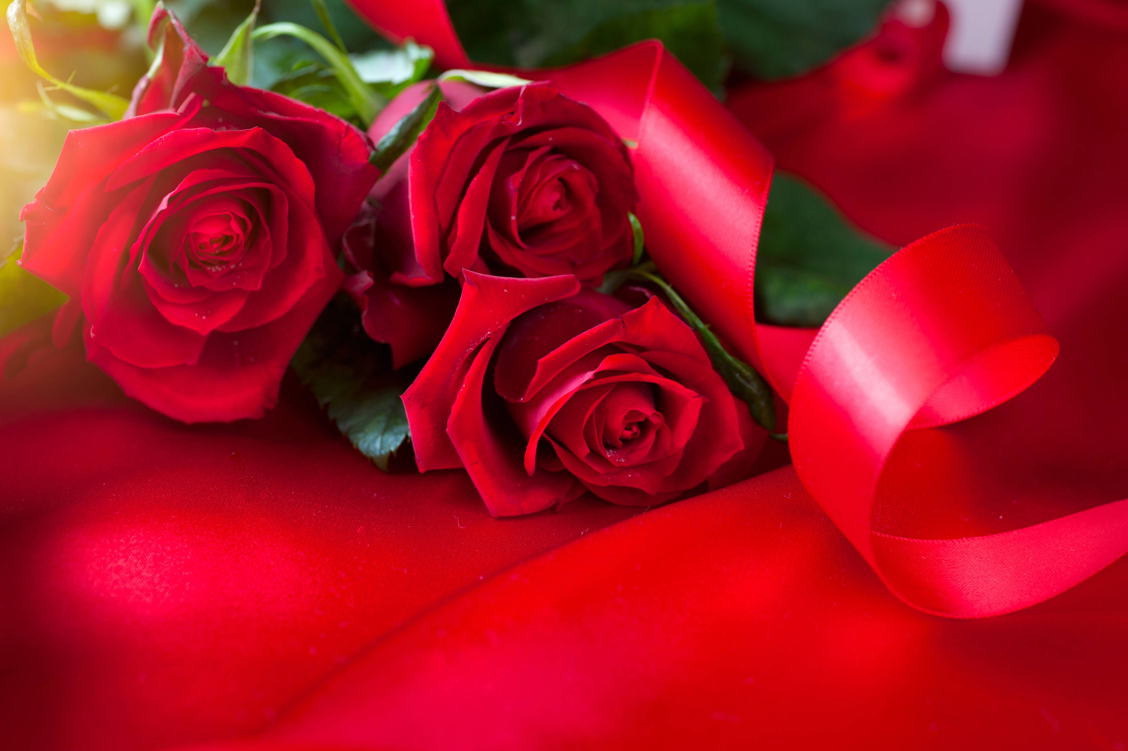Romantic Rose, red ribbon, vivid red roses, 2K Desktop Wallpaper