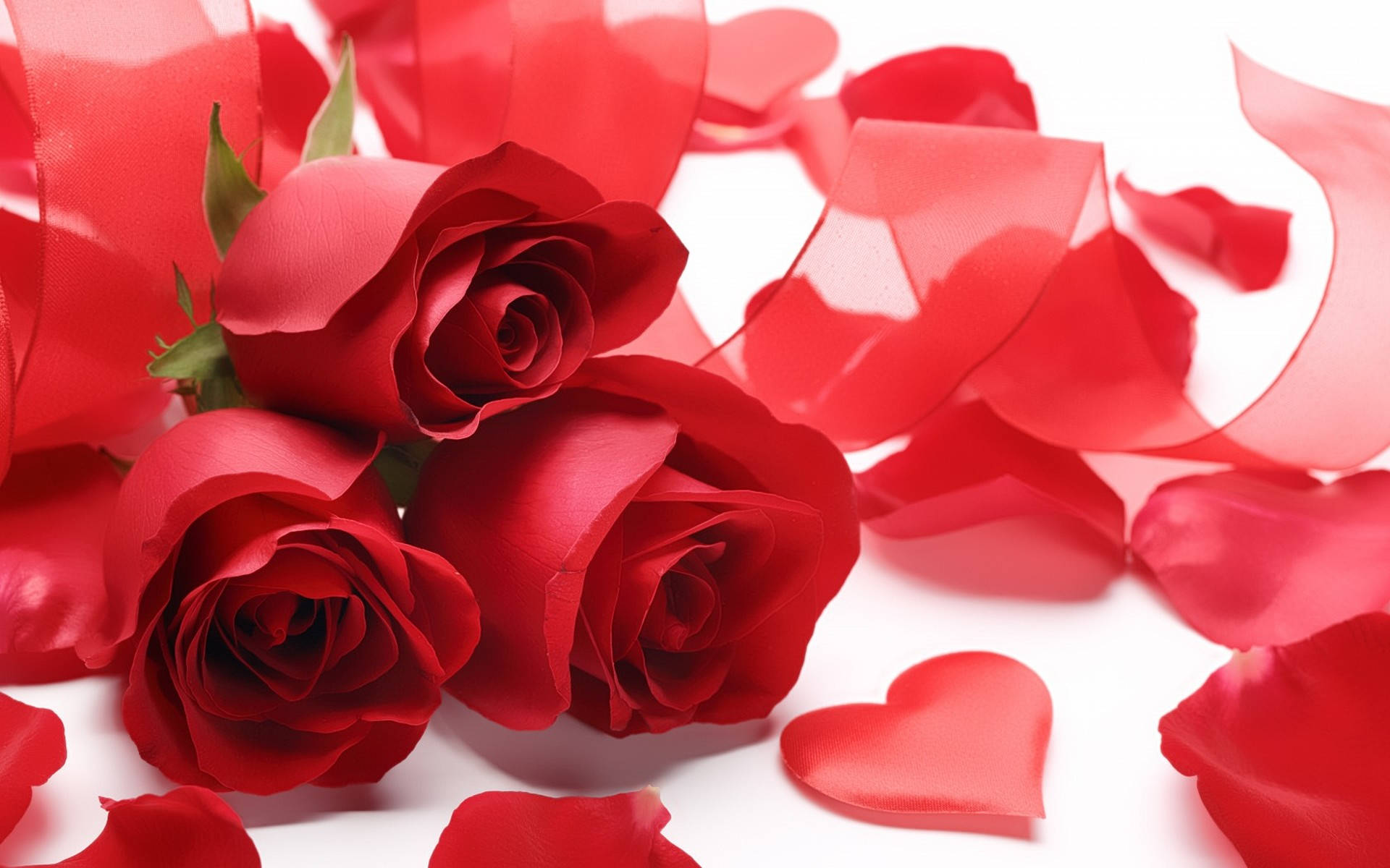 Romantic Rose, red roses, scattered petals, Full HD Desktop Wallpaper