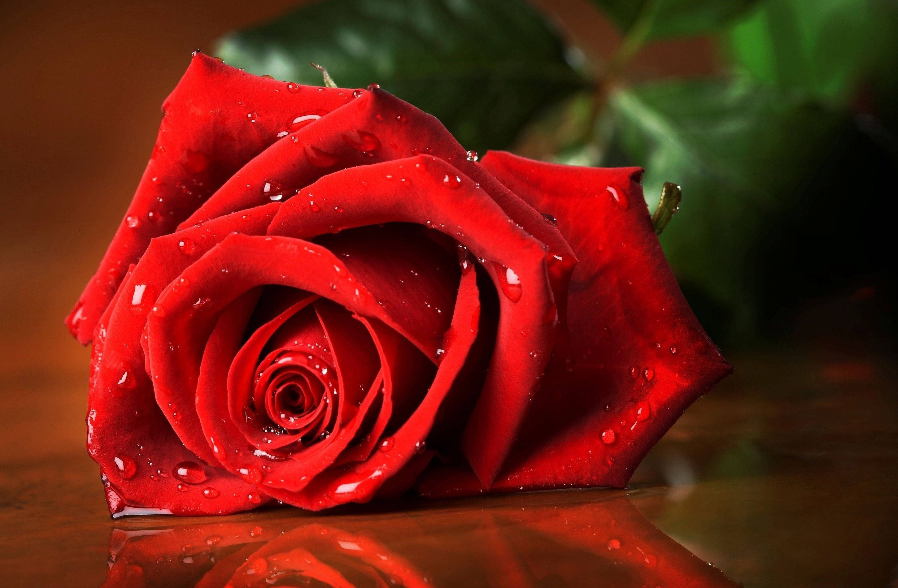Romantic Rose, vibrant red rose, glistening water droplets, 2K Desktop Wallpaper
