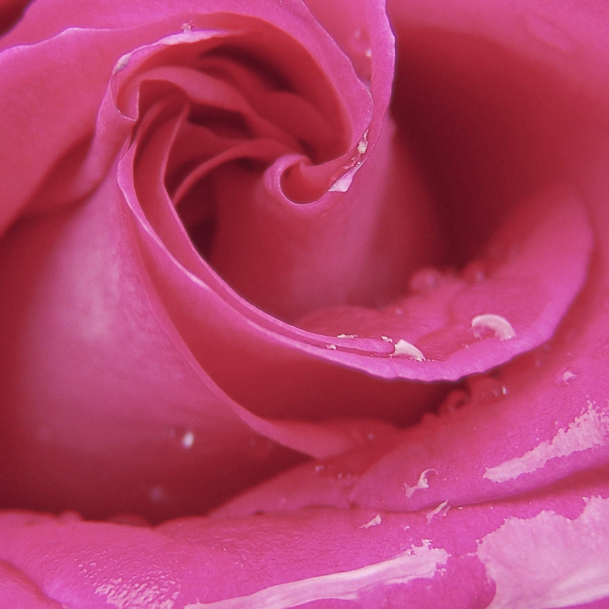Pink Romantic Rose, vibrant pink rose, dewdrops, Full HD Desktop Wallpaper