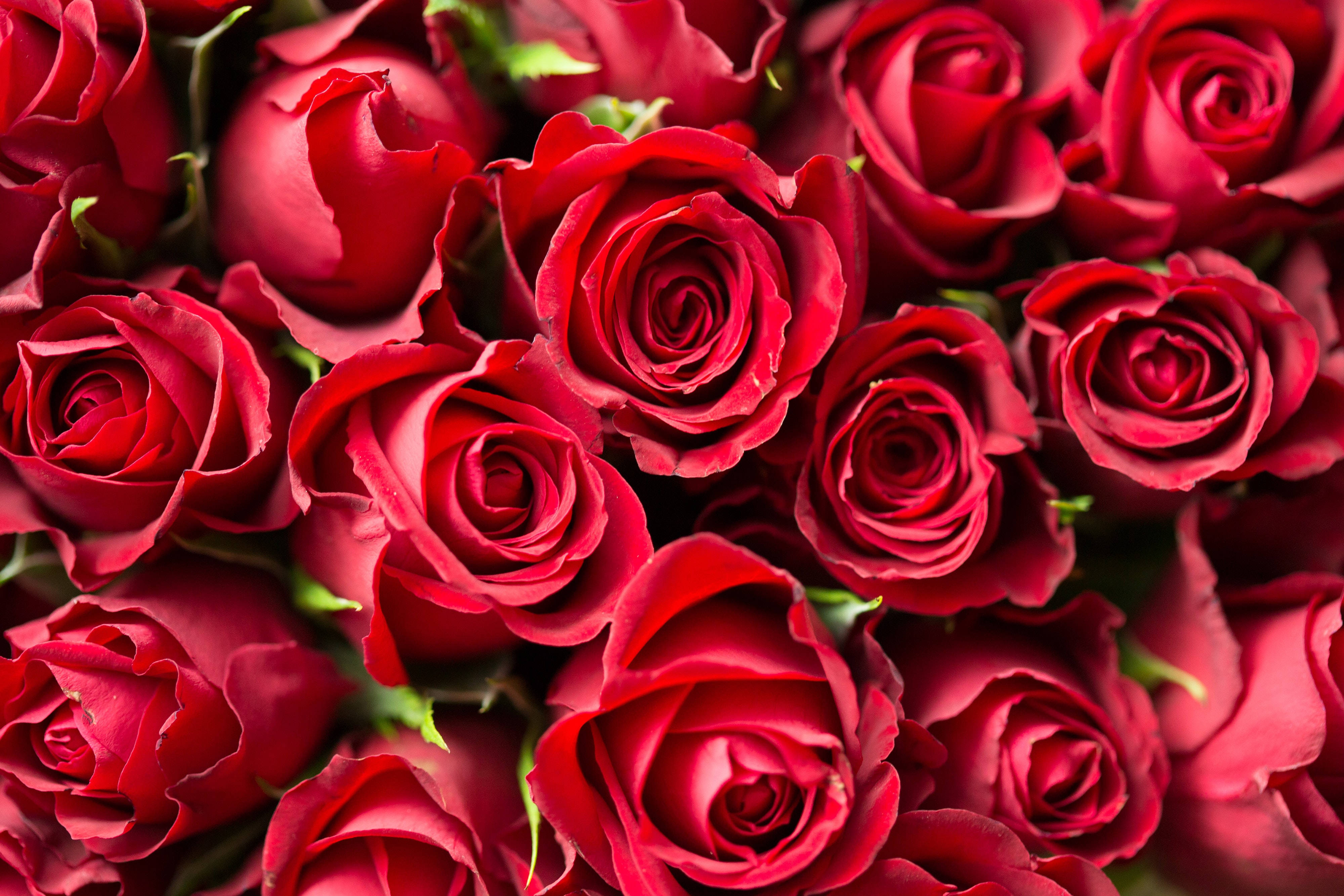 Romantic Rose, deep red roses, velvety, 4K Desktop Wallpaper
