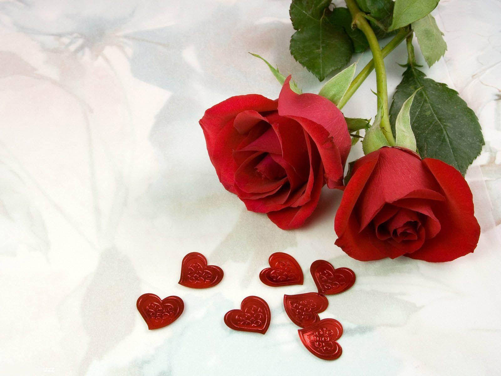 Romantic Rose, red roses, green stems, HD Desktop Wallpaper