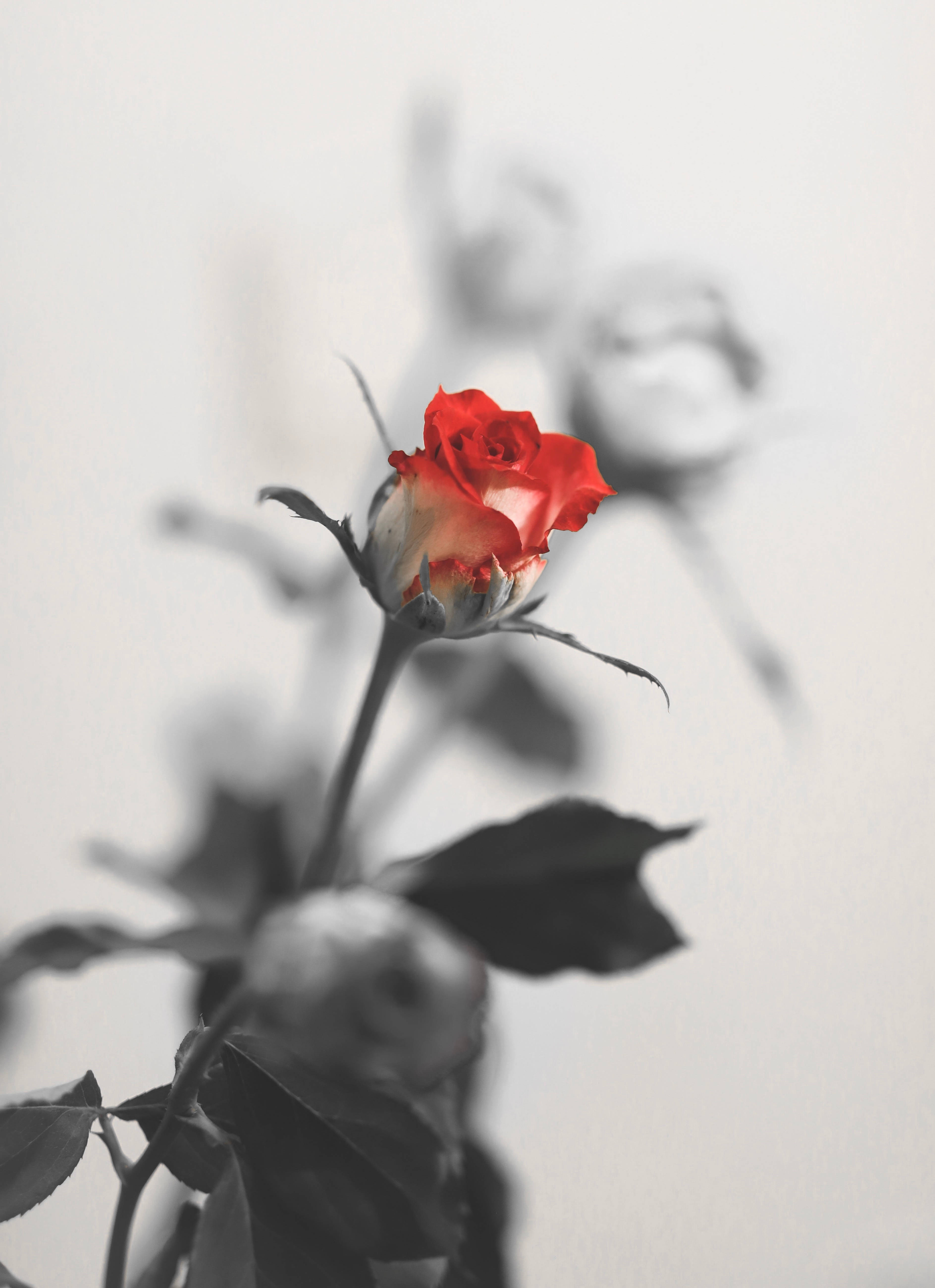 Romantic Rose, vibrant red rosebud, monochrome blurred background, 5K Phone Wallpaper
