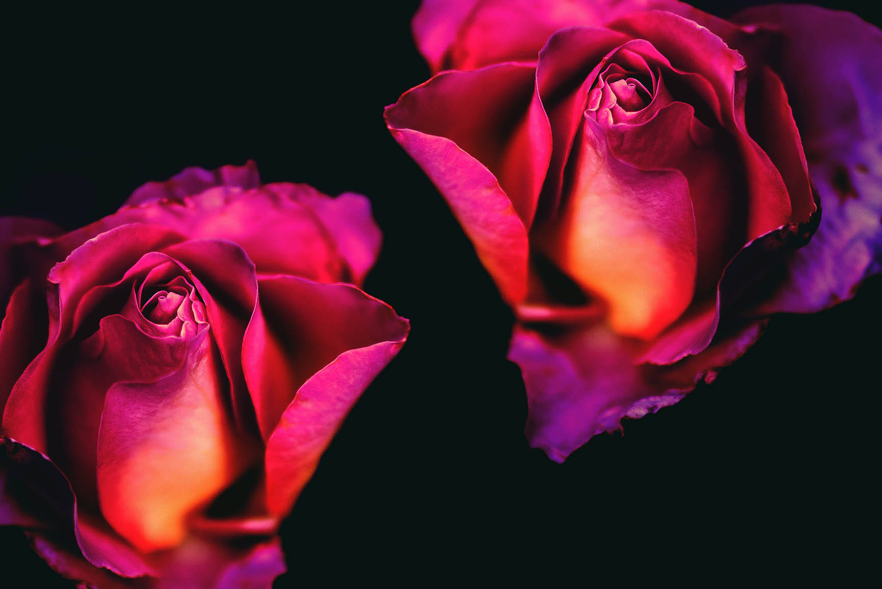 Romantic Rose, magenta, orange, HD Desktop Wallpaper