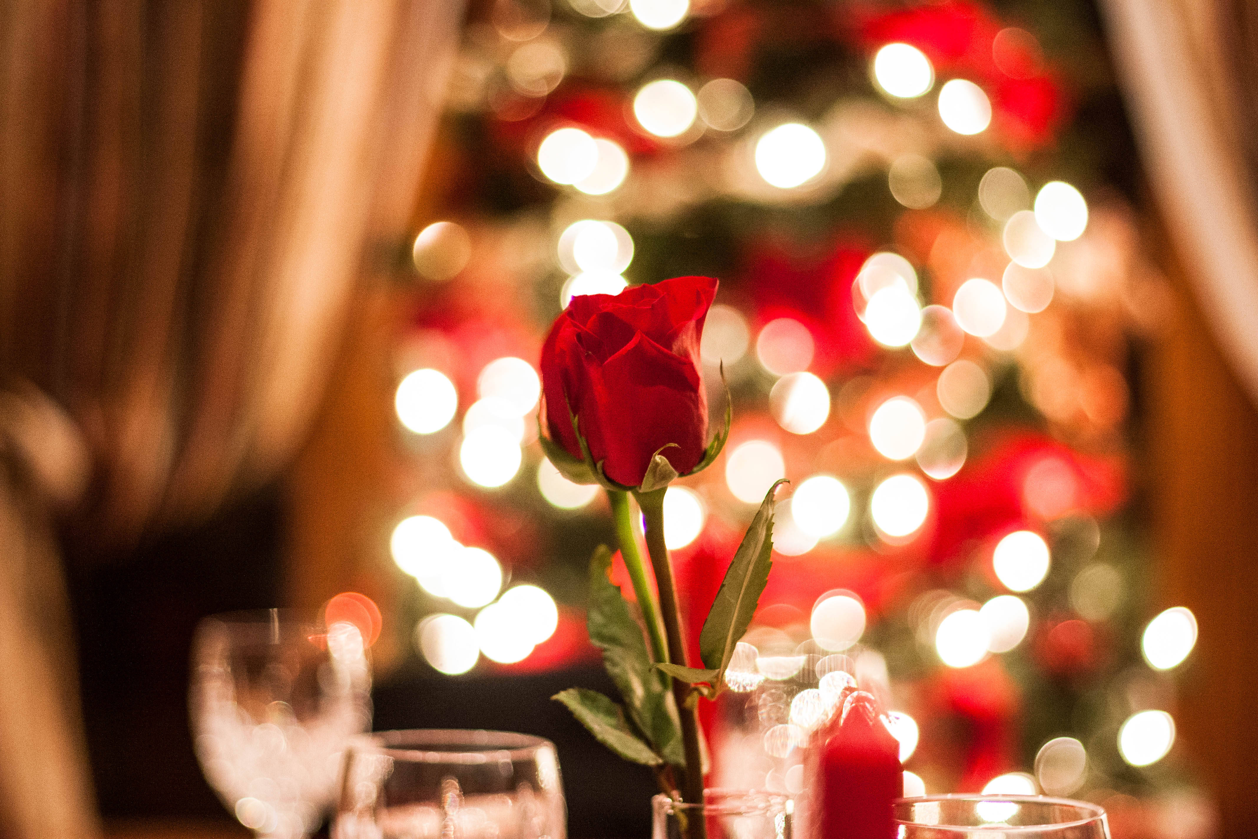 Romantic Rose, Christmas, red rose, 4K Desktop Wallpaper