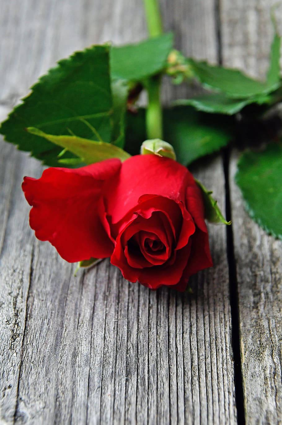 Romantic Rose, vibrant red rose, lush green leaves, HD Phone Wallpaper