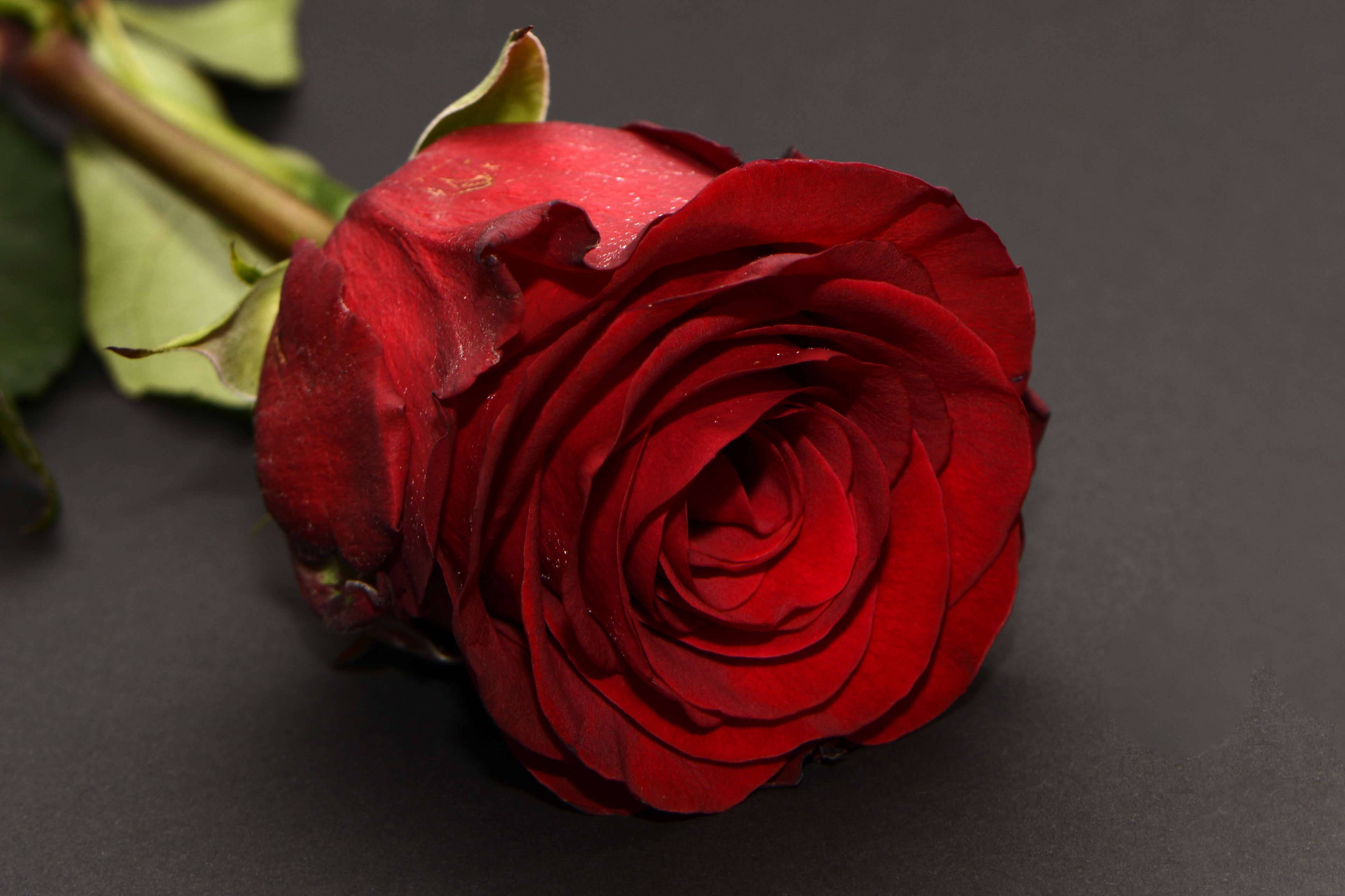Romantic Rose, deep red rose, dark gray background, 4K Desktop Wallpaper