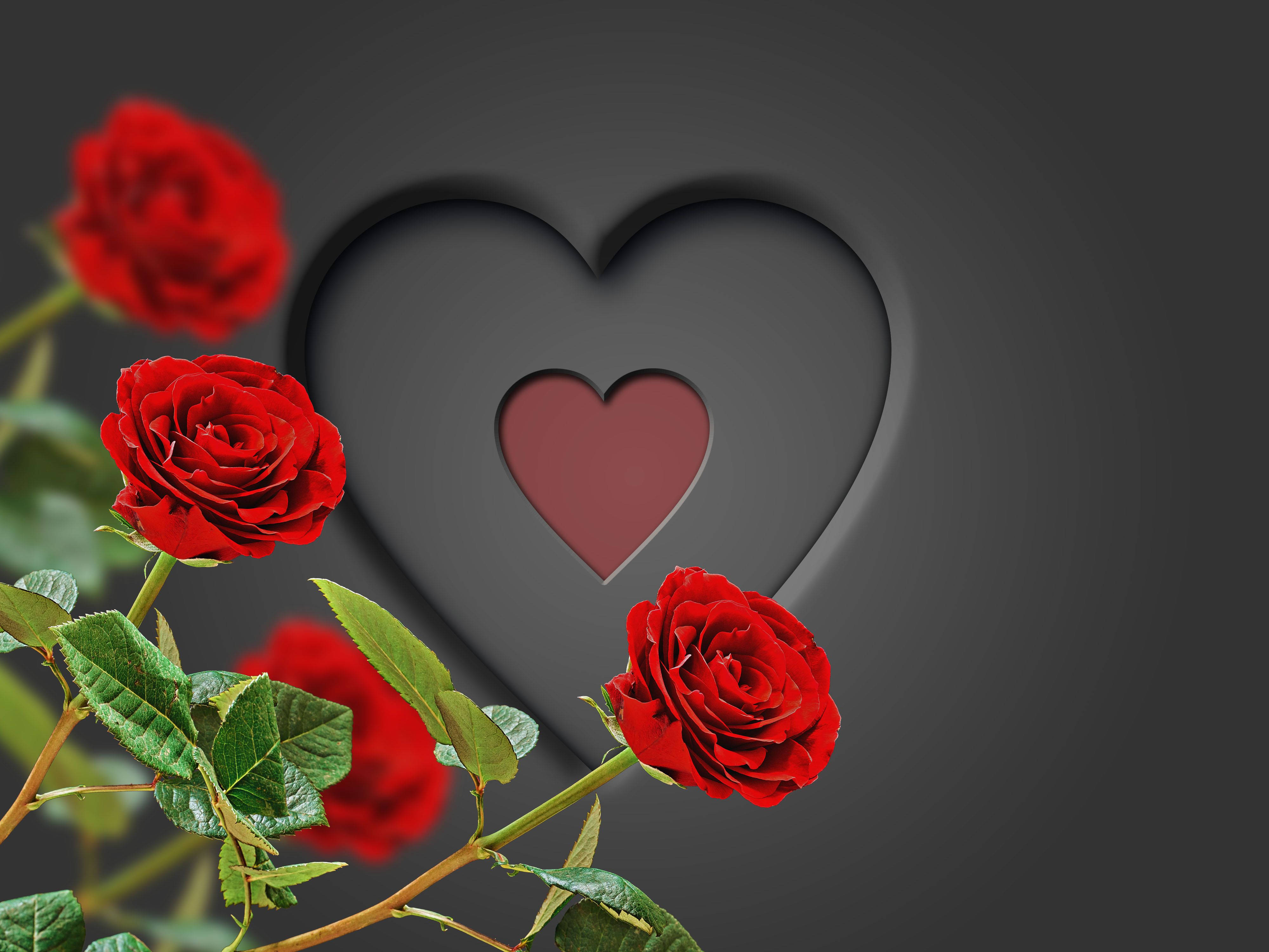 Romantic Rose, black heart, vibrant red roses, 4K Desktop Wallpaper