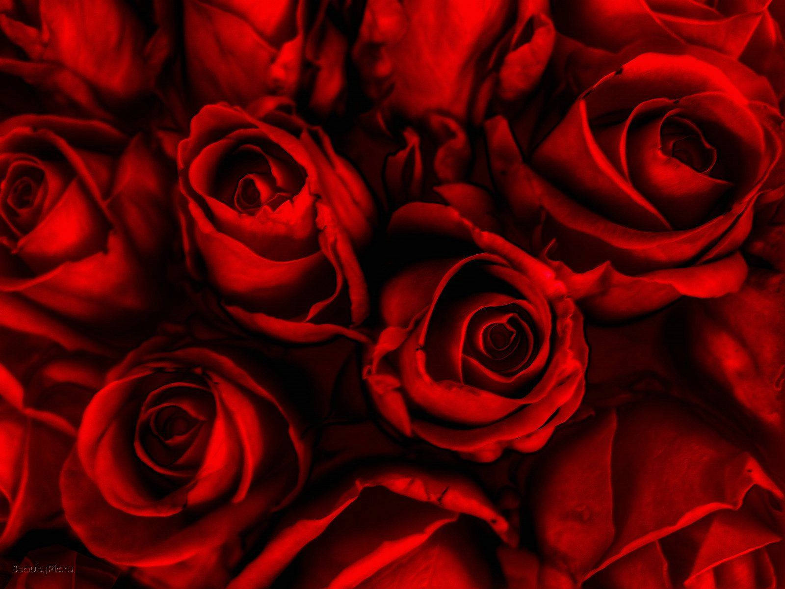 red roses, opalescent petals, velvety petals, HD Desktop Wallpaper