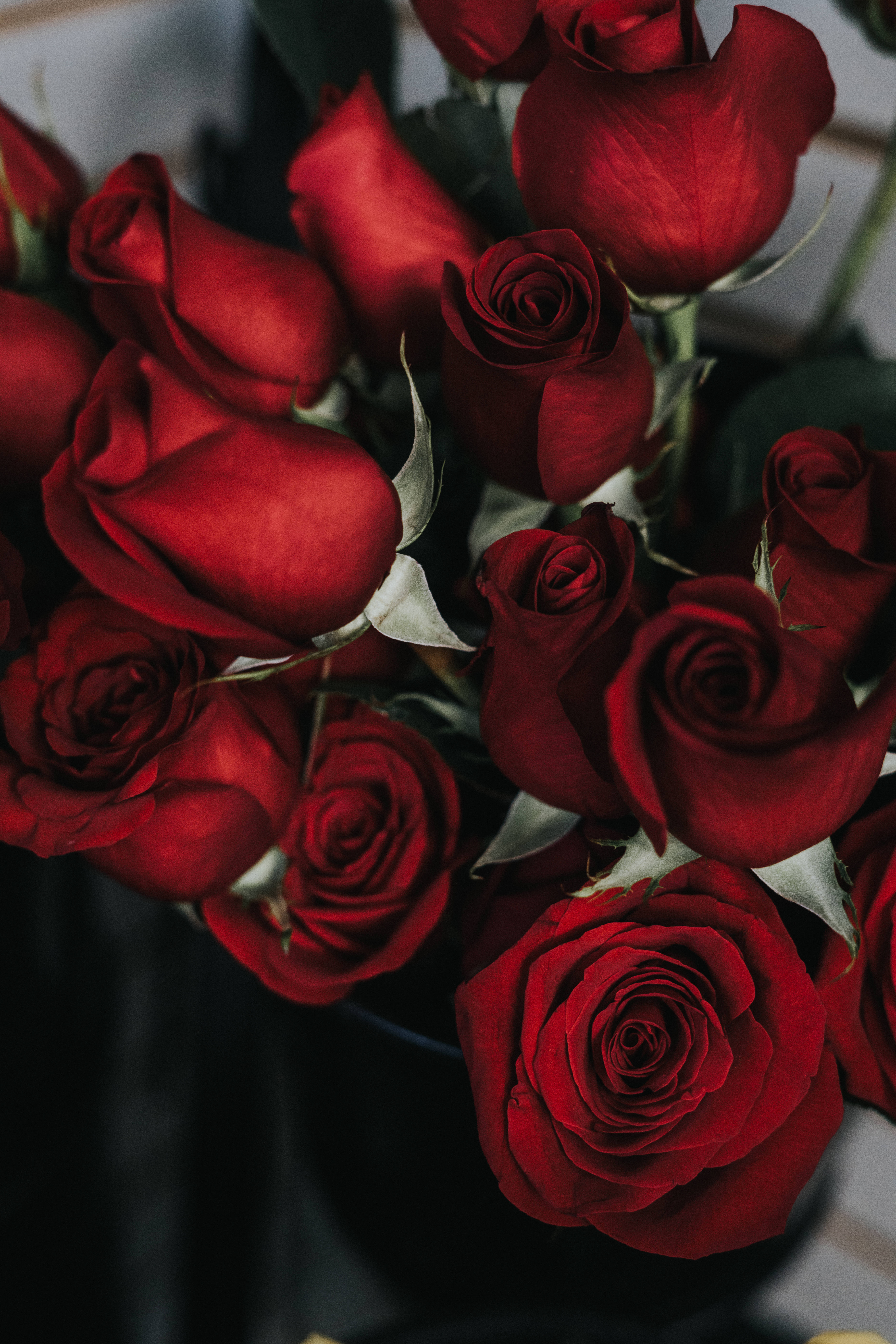 bouquet of red roses, deep red roses, velvety petals, 8K Phone Wallpaper
