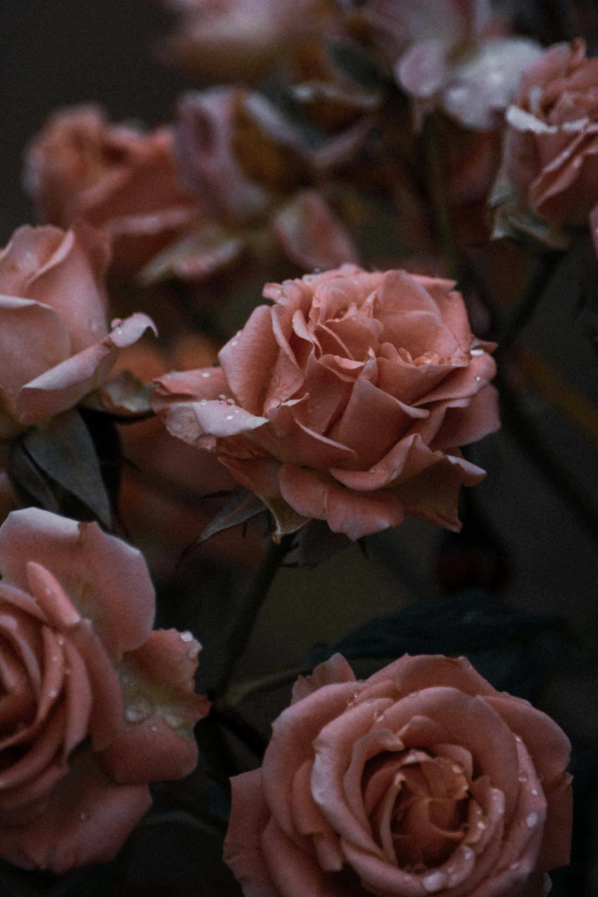 moody rose bouquet, dark backdrop, dusty rose blooms, 2K Phone Wallpaper
