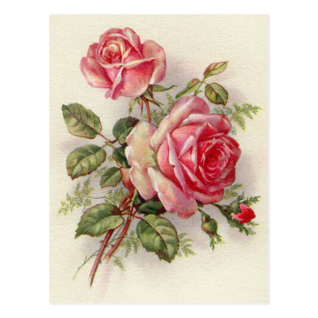 vintage rose, pink roses, green leaves, SD Desktop Wallpaper