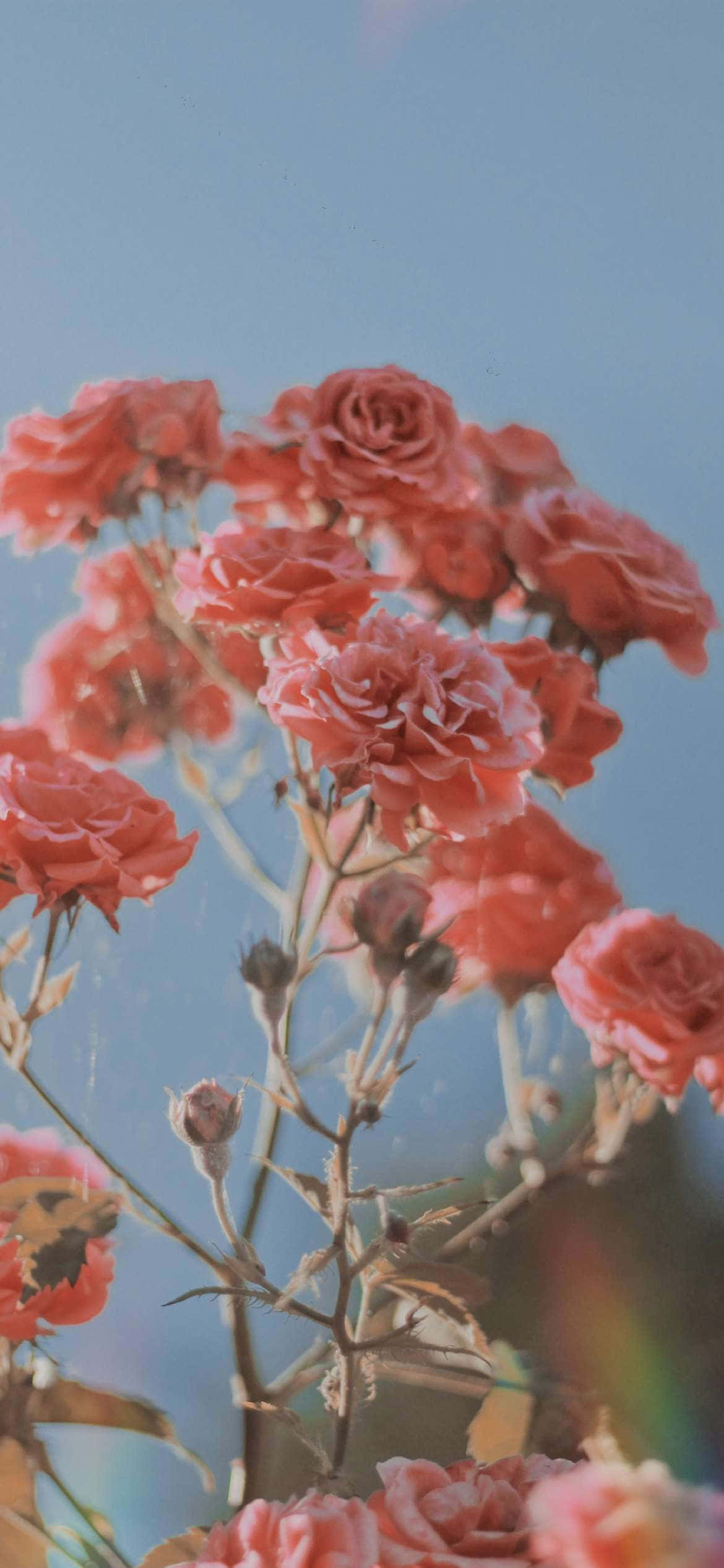 pink roses, coral roses, hazy blue sky, Full HD Phone Wallpaper