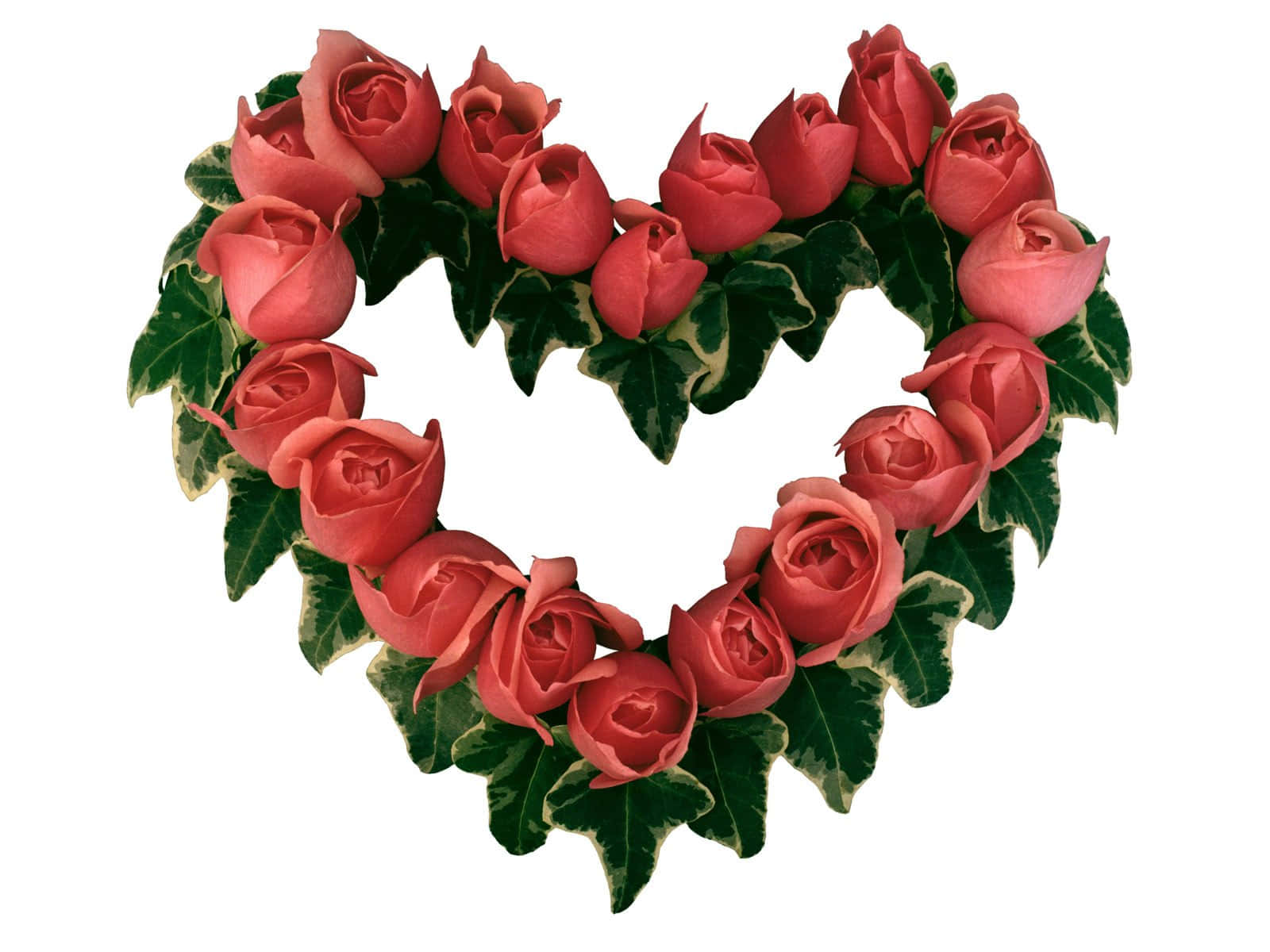 rose heart, pink roses, variegated green ivy leaves, HD Desktop Wallpaper
