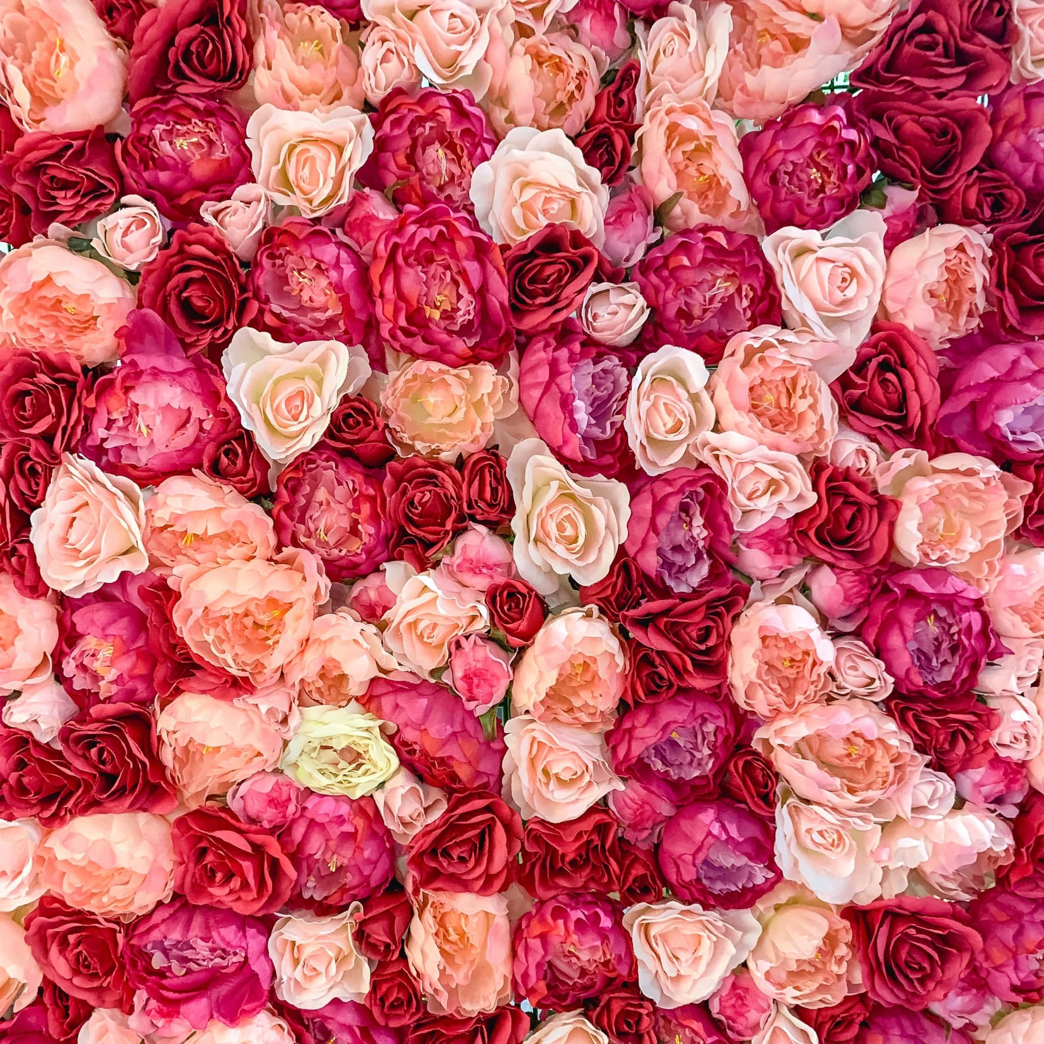 Valentine's Day, roses, pink, Full HD Desktop Wallpaper