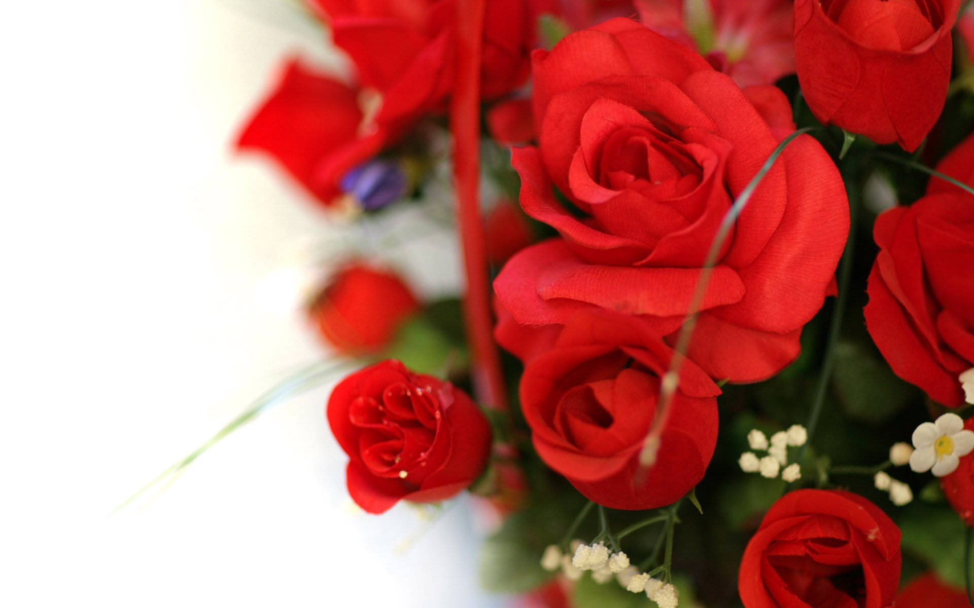 vibrant red roses, delicate white filler blooms, green stems, Full HD Desktop Wallpaper