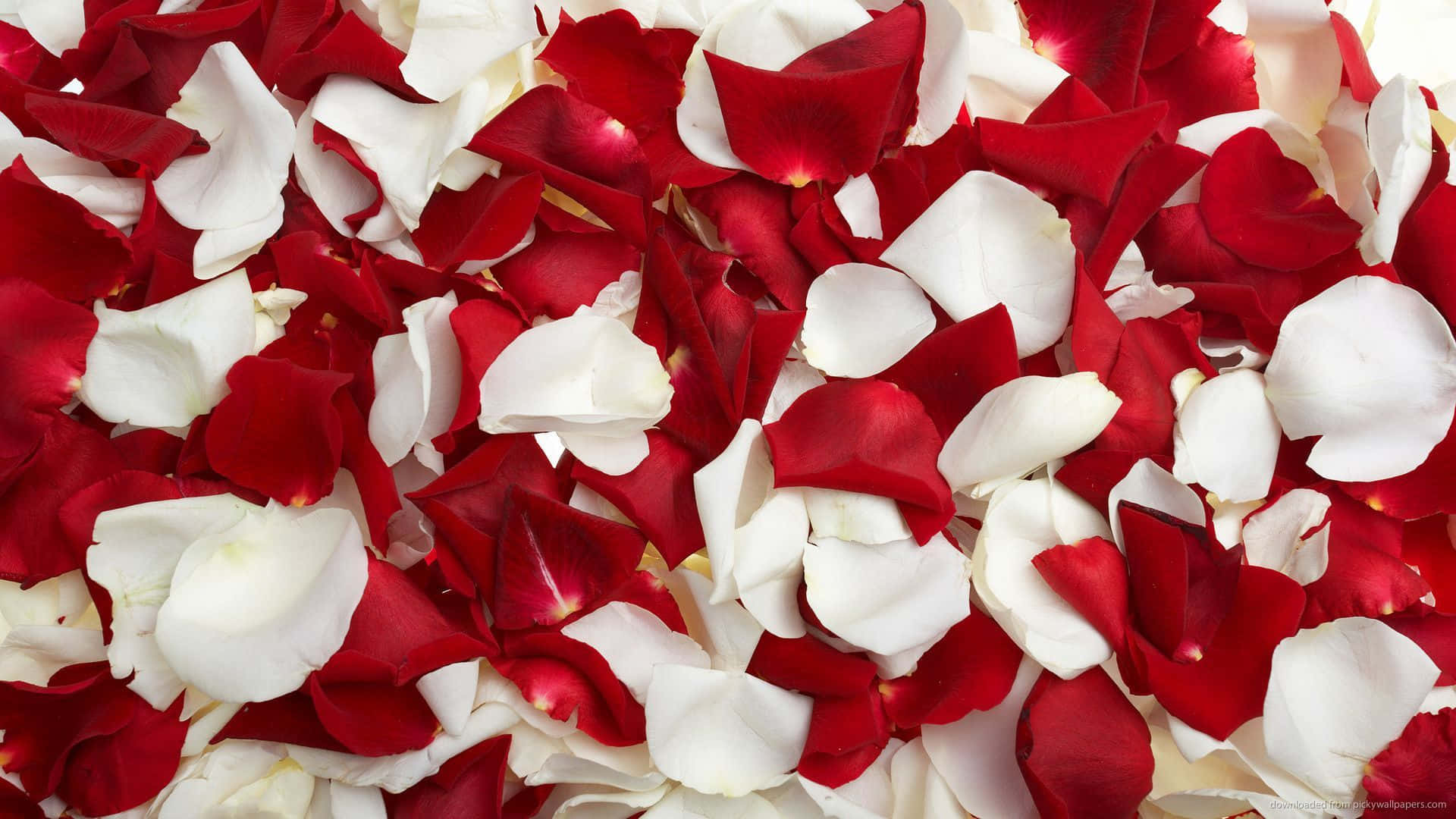 deep red roses, vibrant red, pure white rose petals, Full HD Desktop Wallpaper