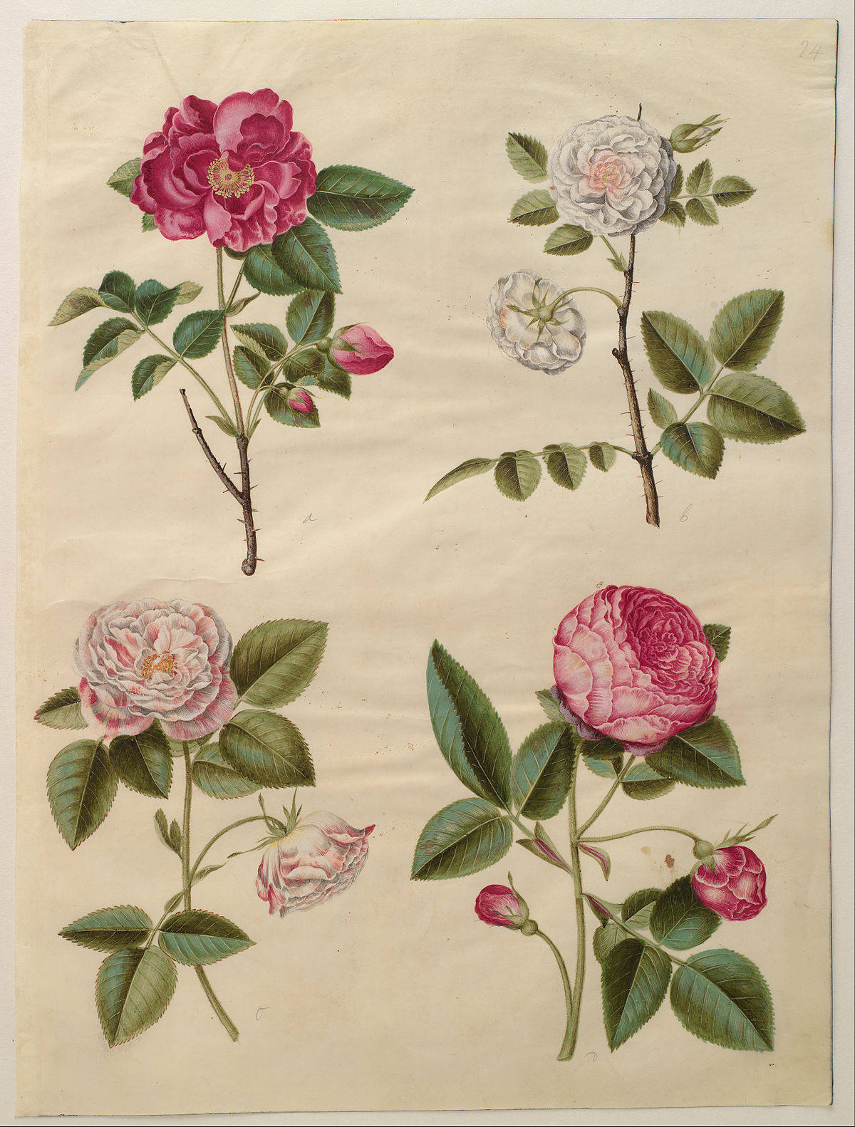Romantic Rose, roses, botanical illustrations, HD Phone Wallpaper