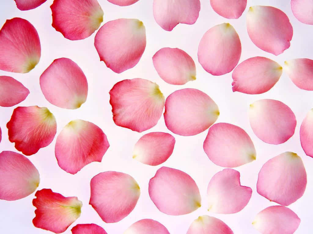 rose petal, soft pink, bright white background, SD Desktop Wallpaper