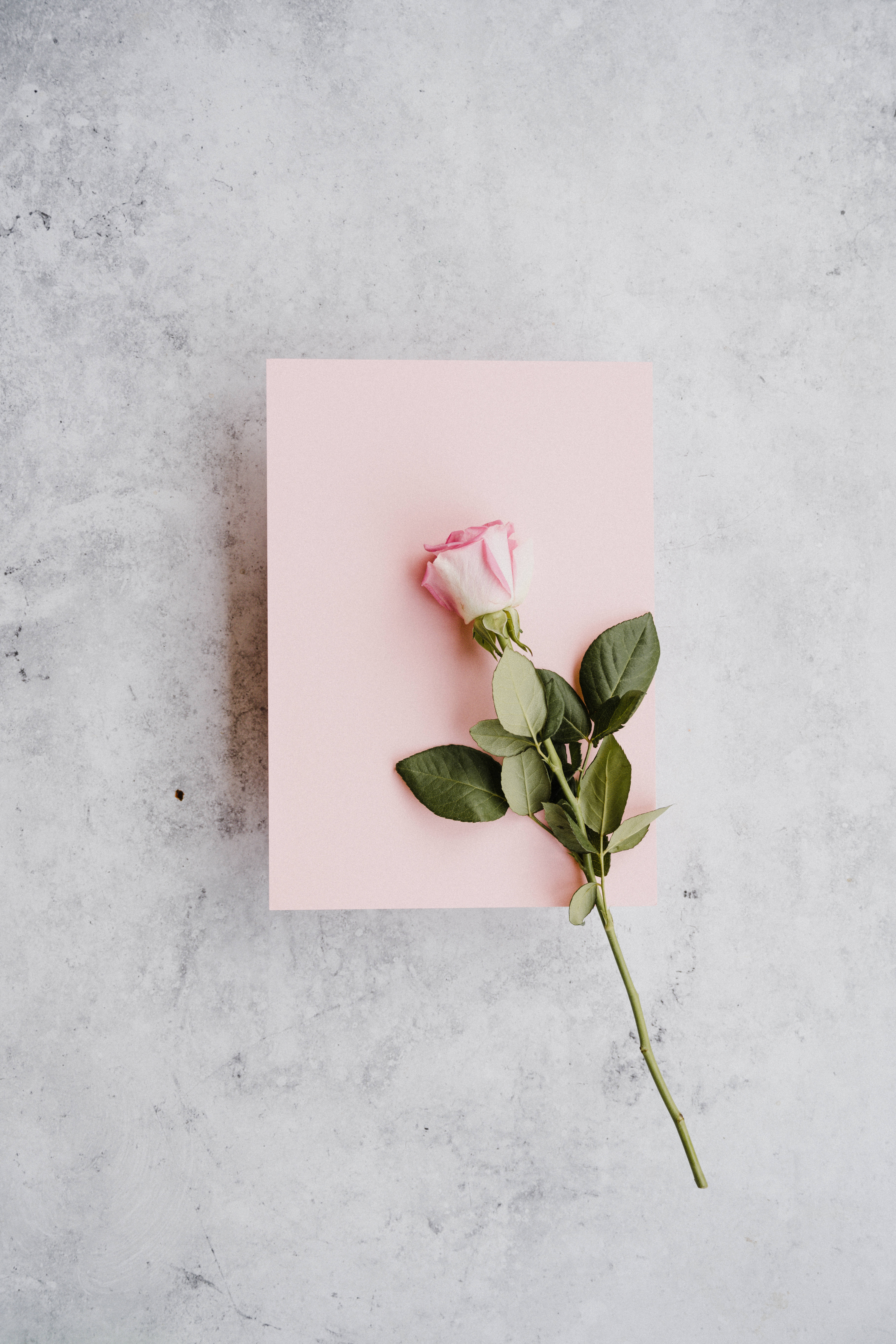 pink rose, green leaves, pale pink card, 8K Phone Wallpaper