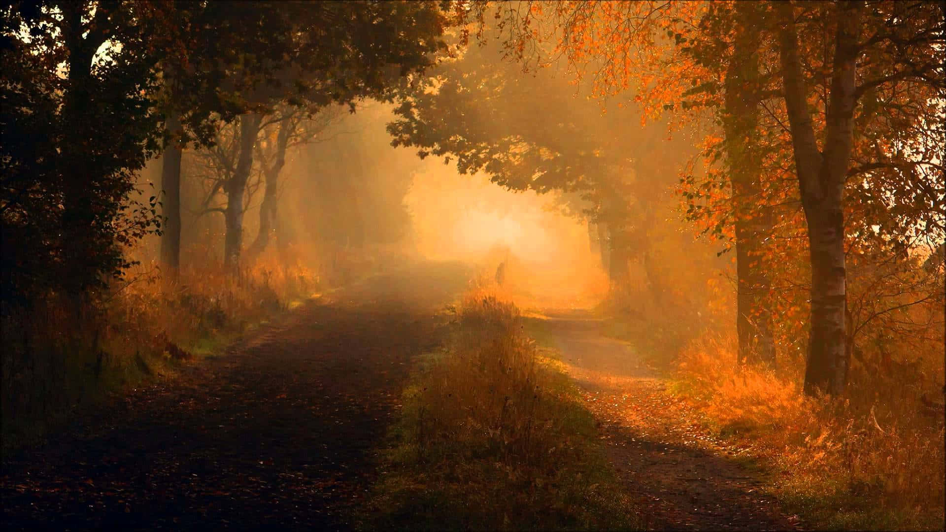 Romanticism, misty autumn path, golden trees, Full HD Desktop Wallpaper