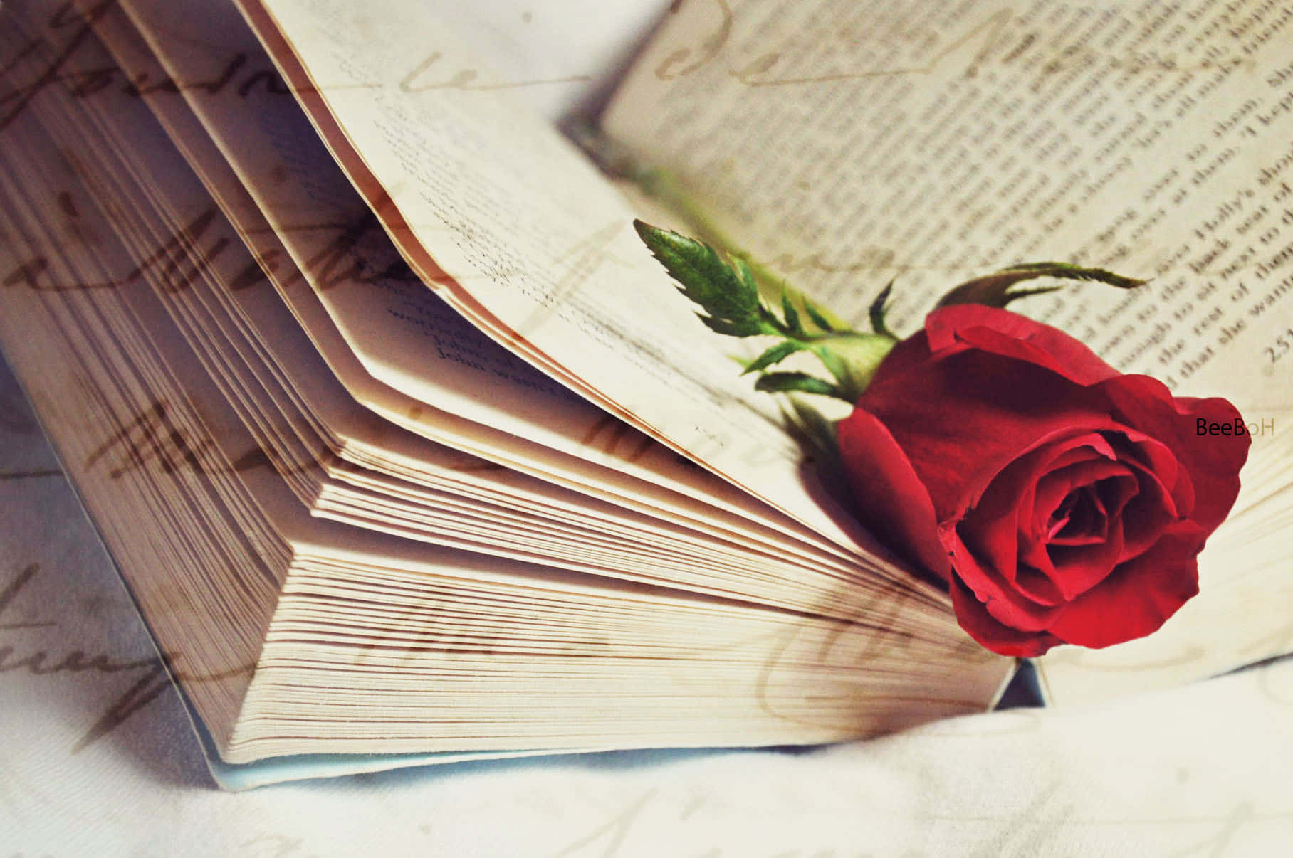 romance literature, vibrant red rose, aged book, HD Desktop Wallpaper