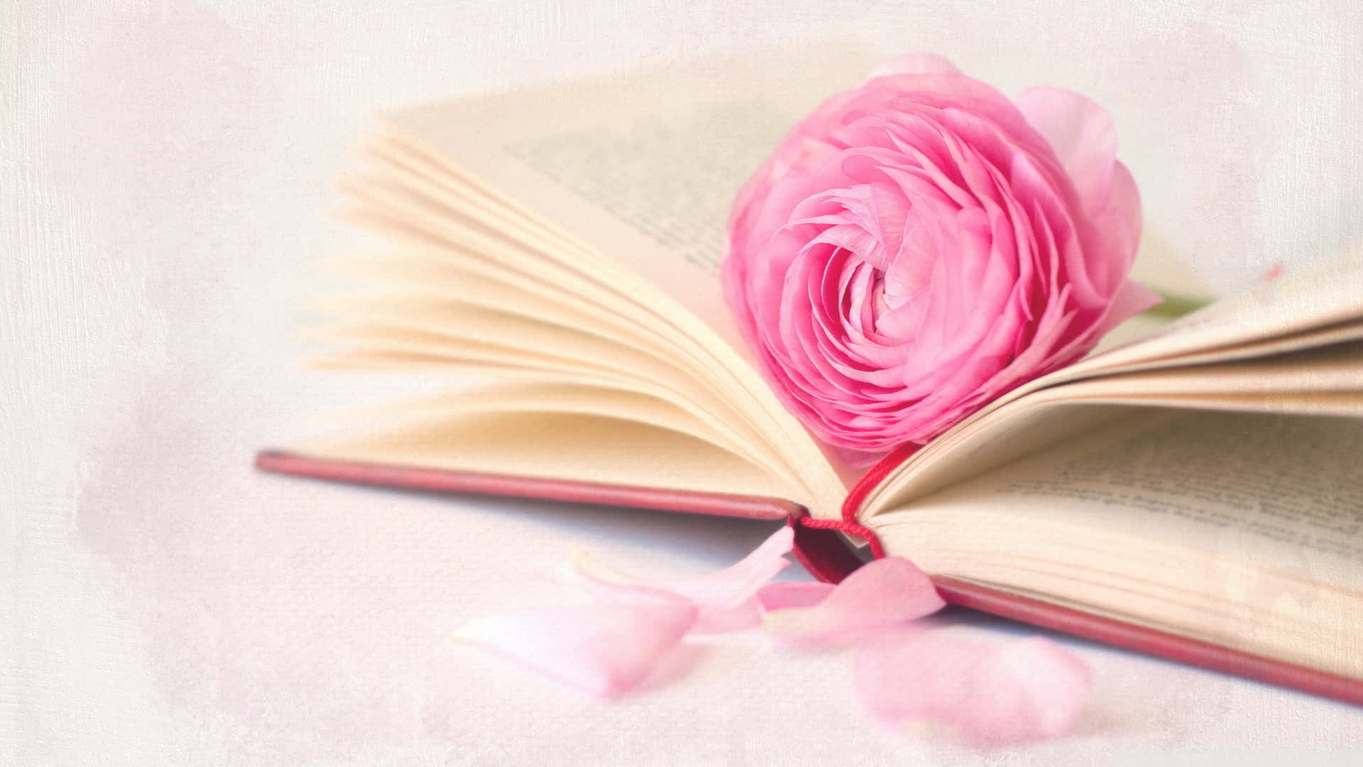 romance literature, soft pink ranunculus, vintage book, Full HD Desktop Wallpaper