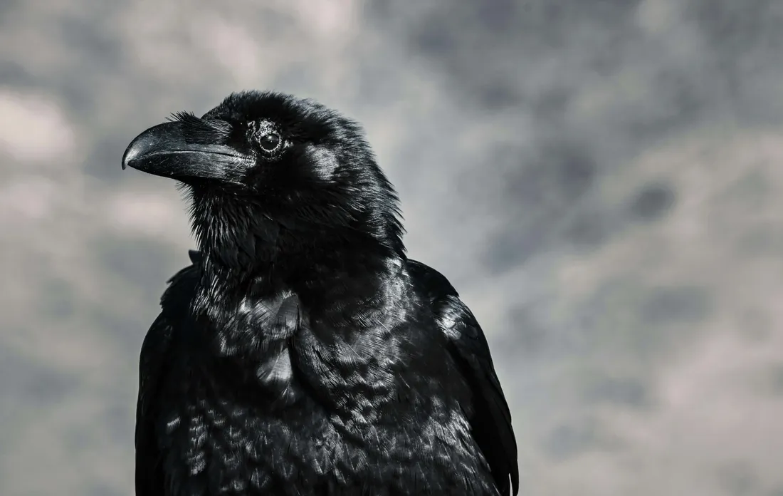 Rook Bird