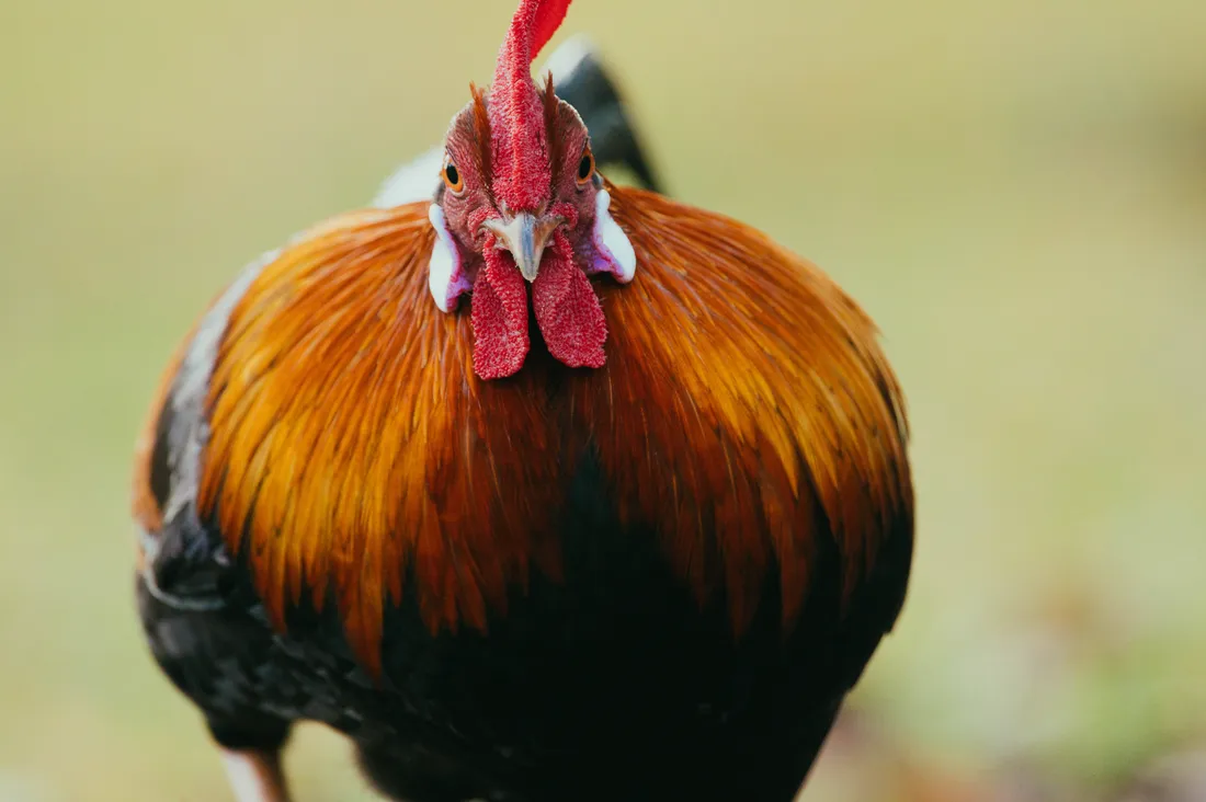 Rooster