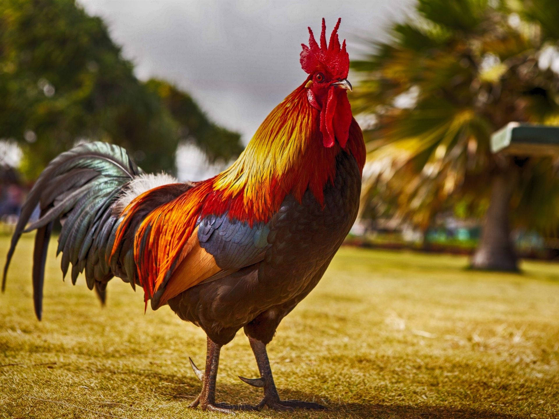 rooster, farm ground, fiery red comb, Full HD Desktop Wallpaper
