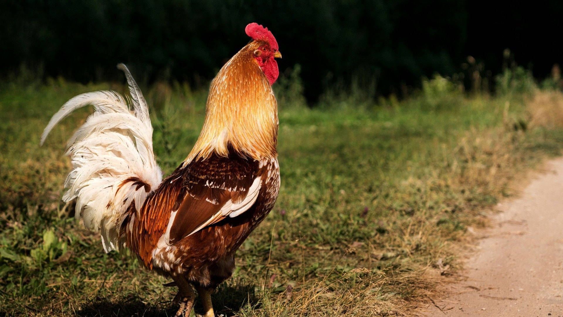 rooster, white sickle feather, golden brown feathers, Full HD Desktop Wallpaper