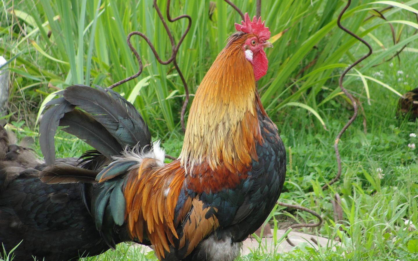 rooster, broken metal fence, fiery red comb, HD Desktop Wallpaper
